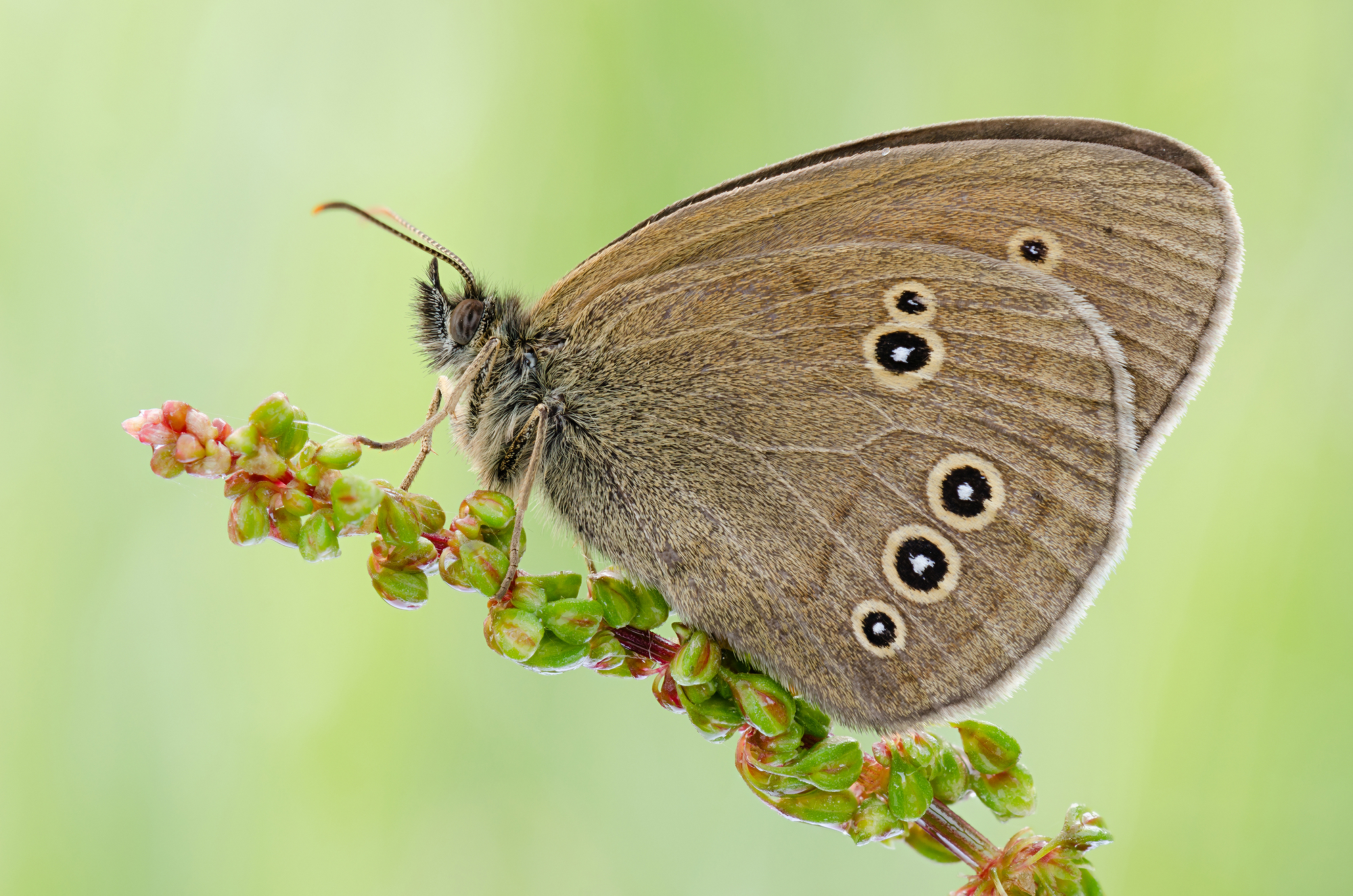 Aphantopus hyperantus