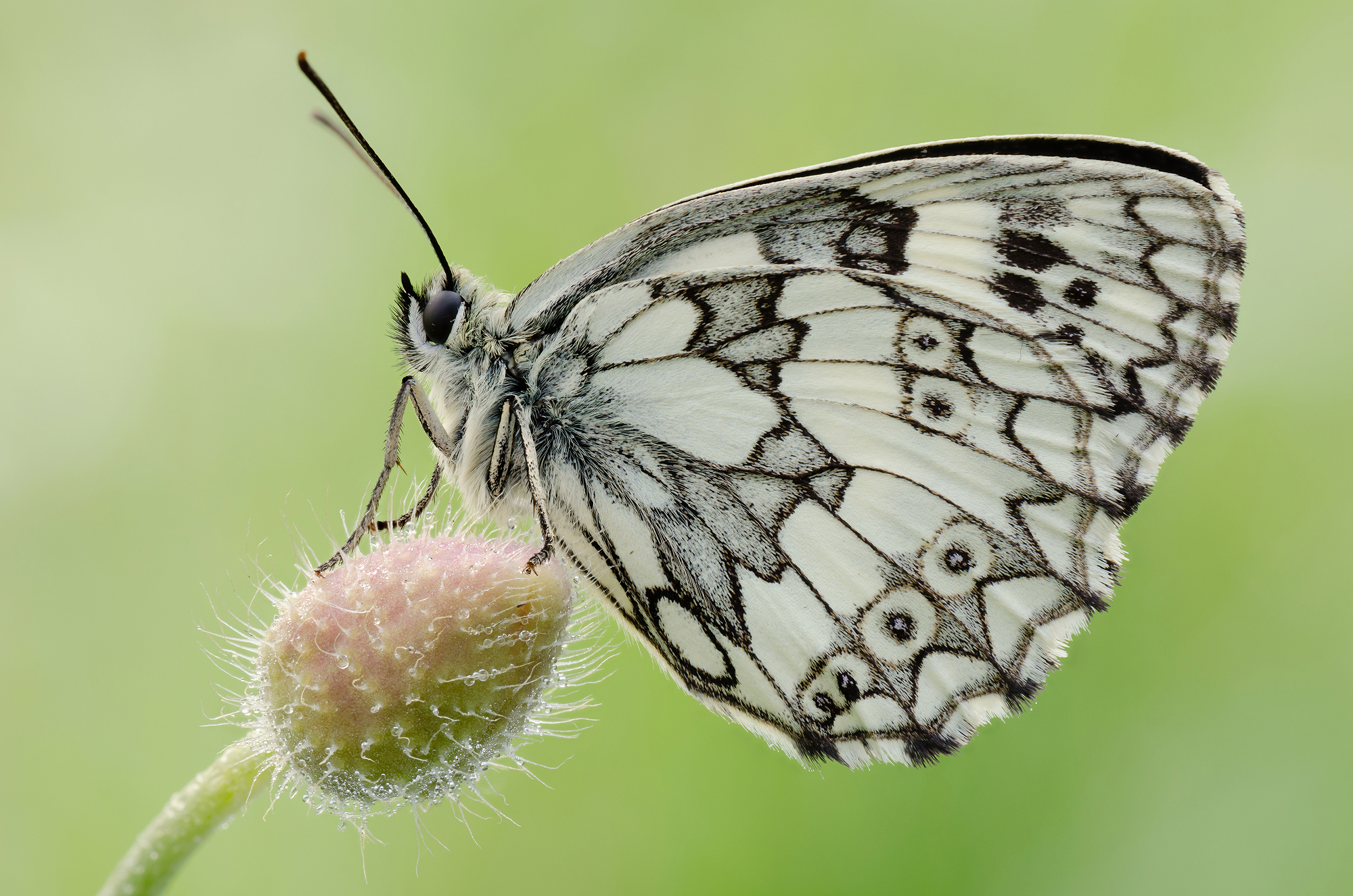 Melanargia galathea
