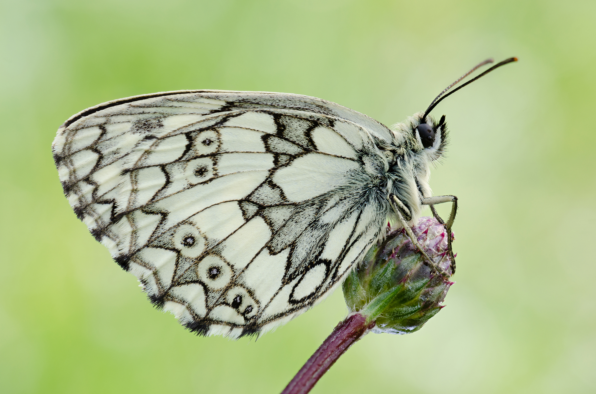 Melanargia galathea