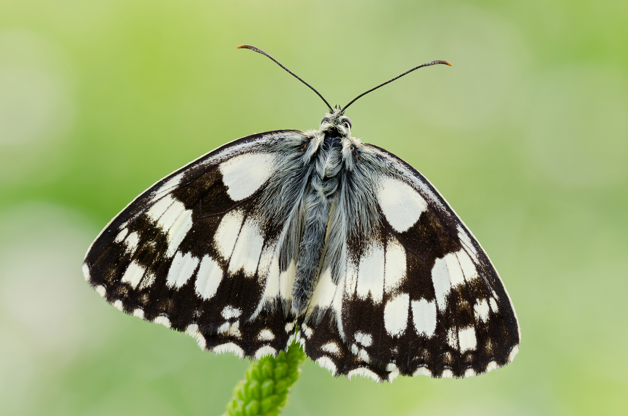 Melanargia galathea