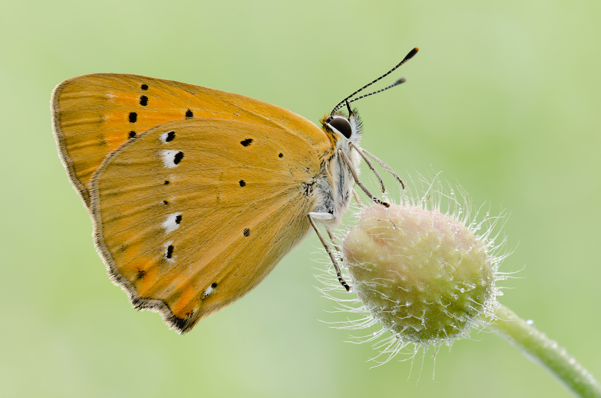 Lycaena virgaureae