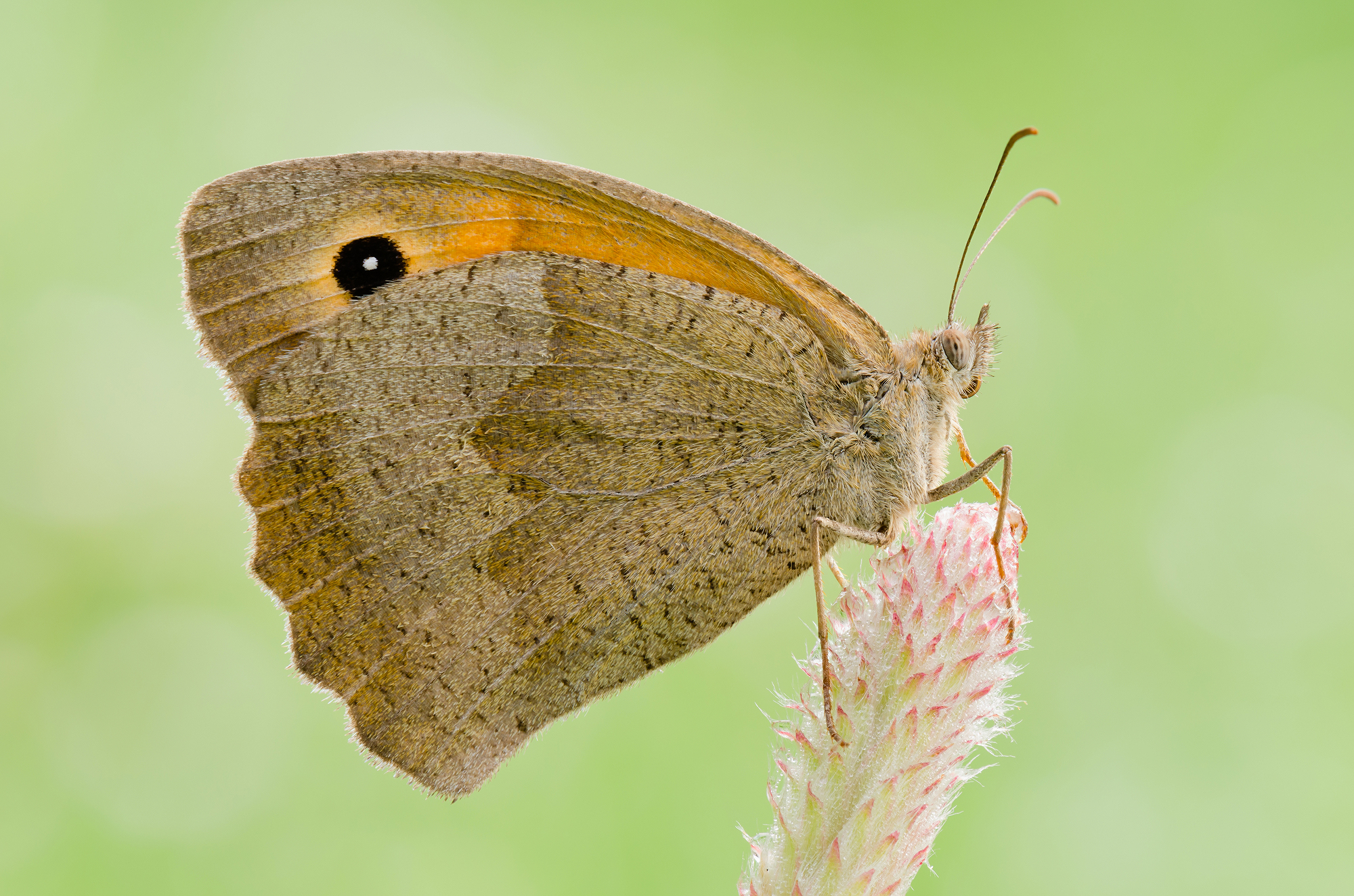 Coenonympha Panfilo