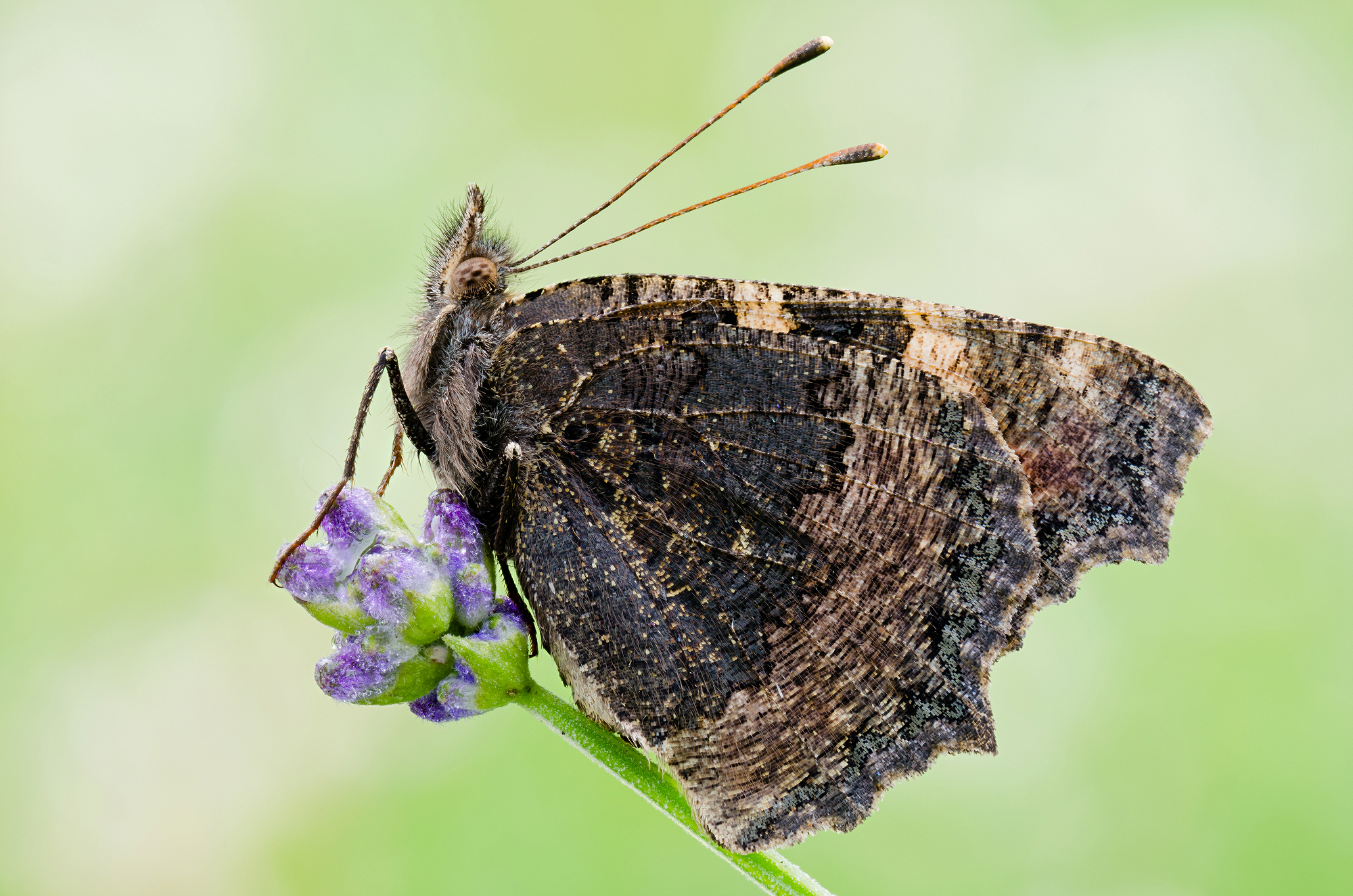 Aglais urticae