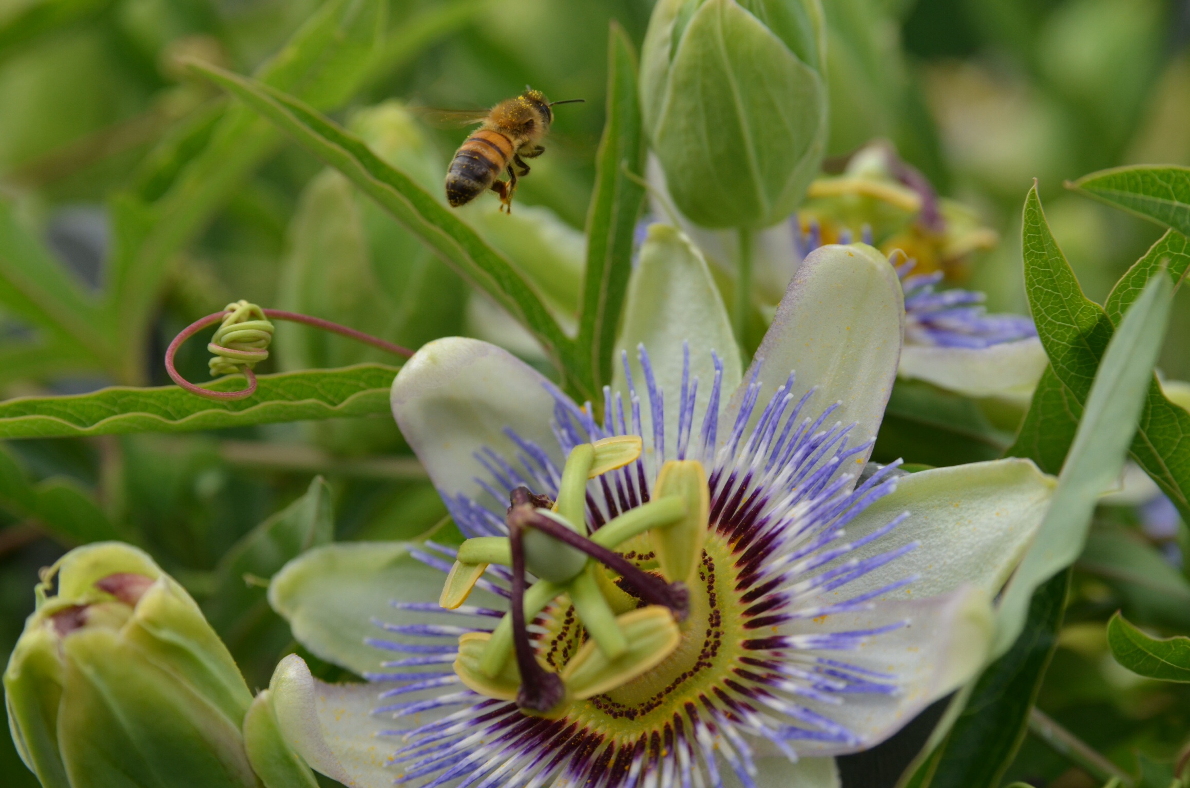 Ape sulla passiflora