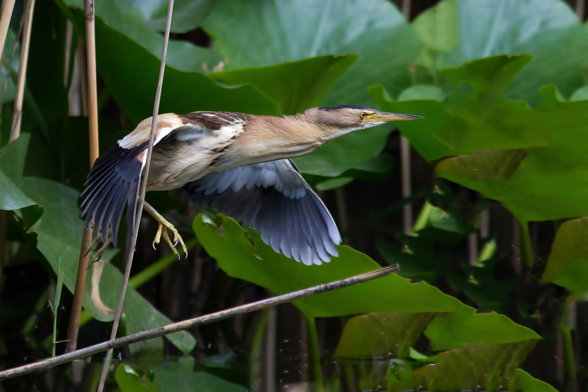 Bittern female in flight