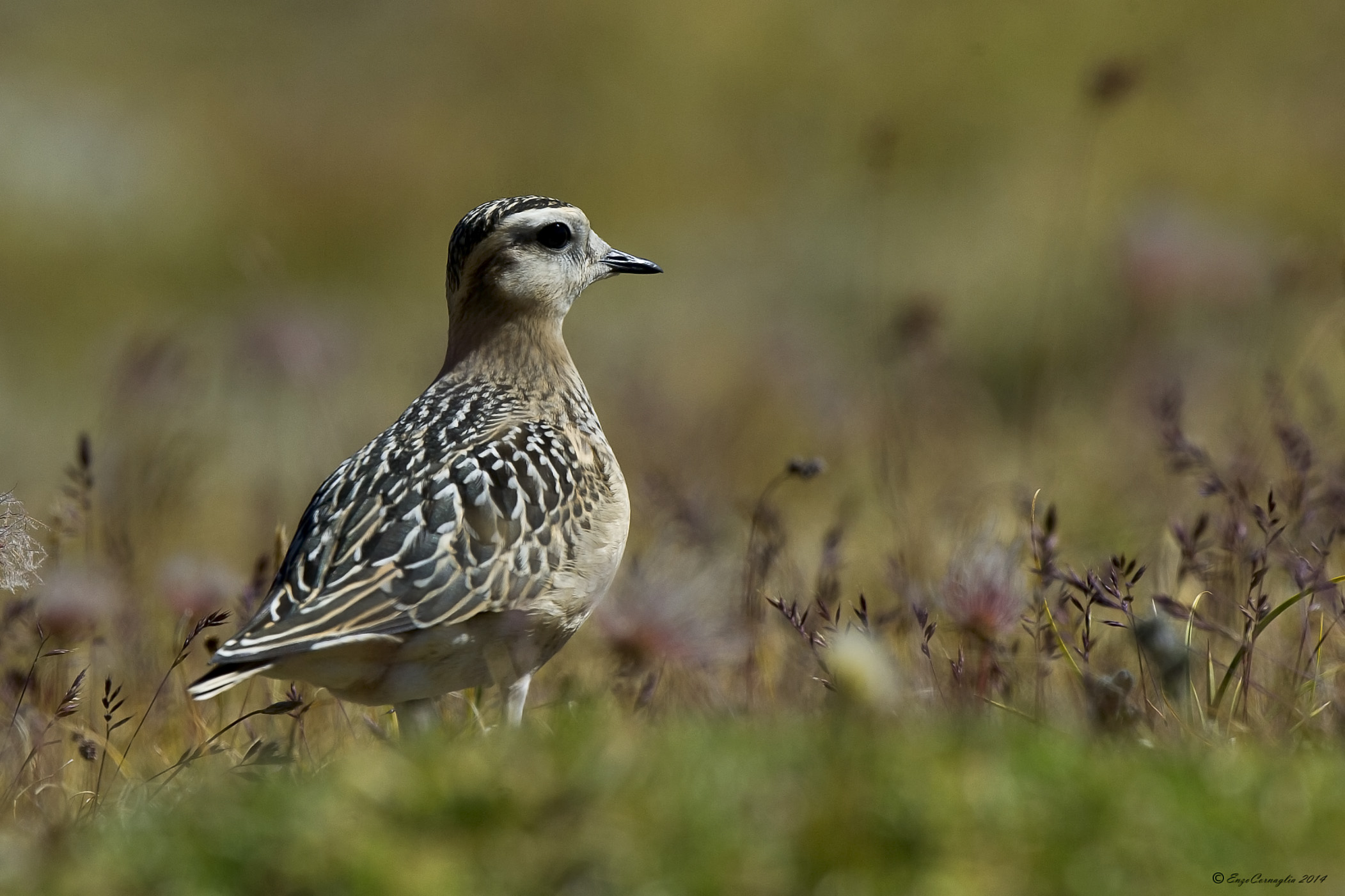 Dotterel