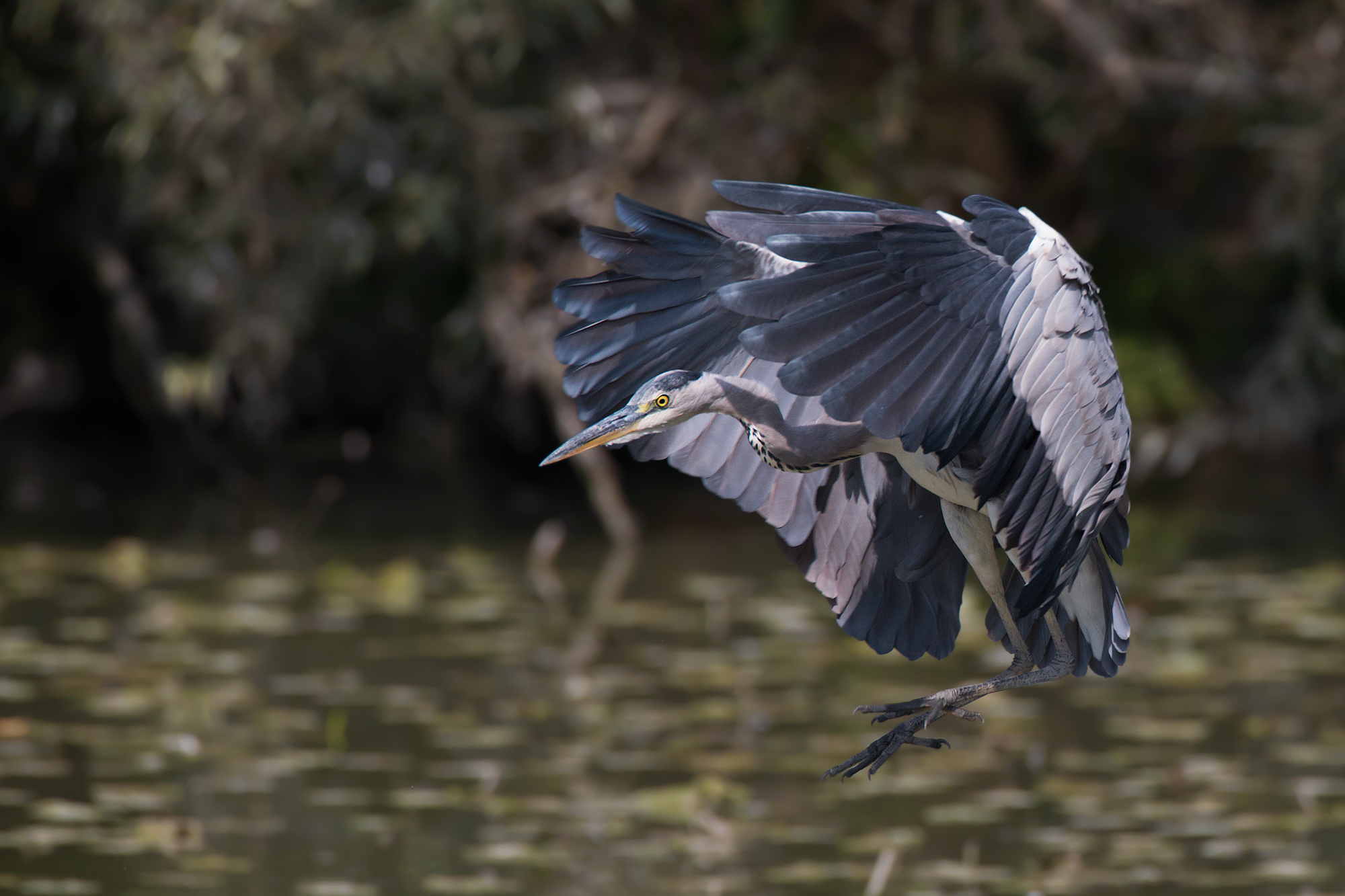 Atterraggio del Cenerino fase 1
