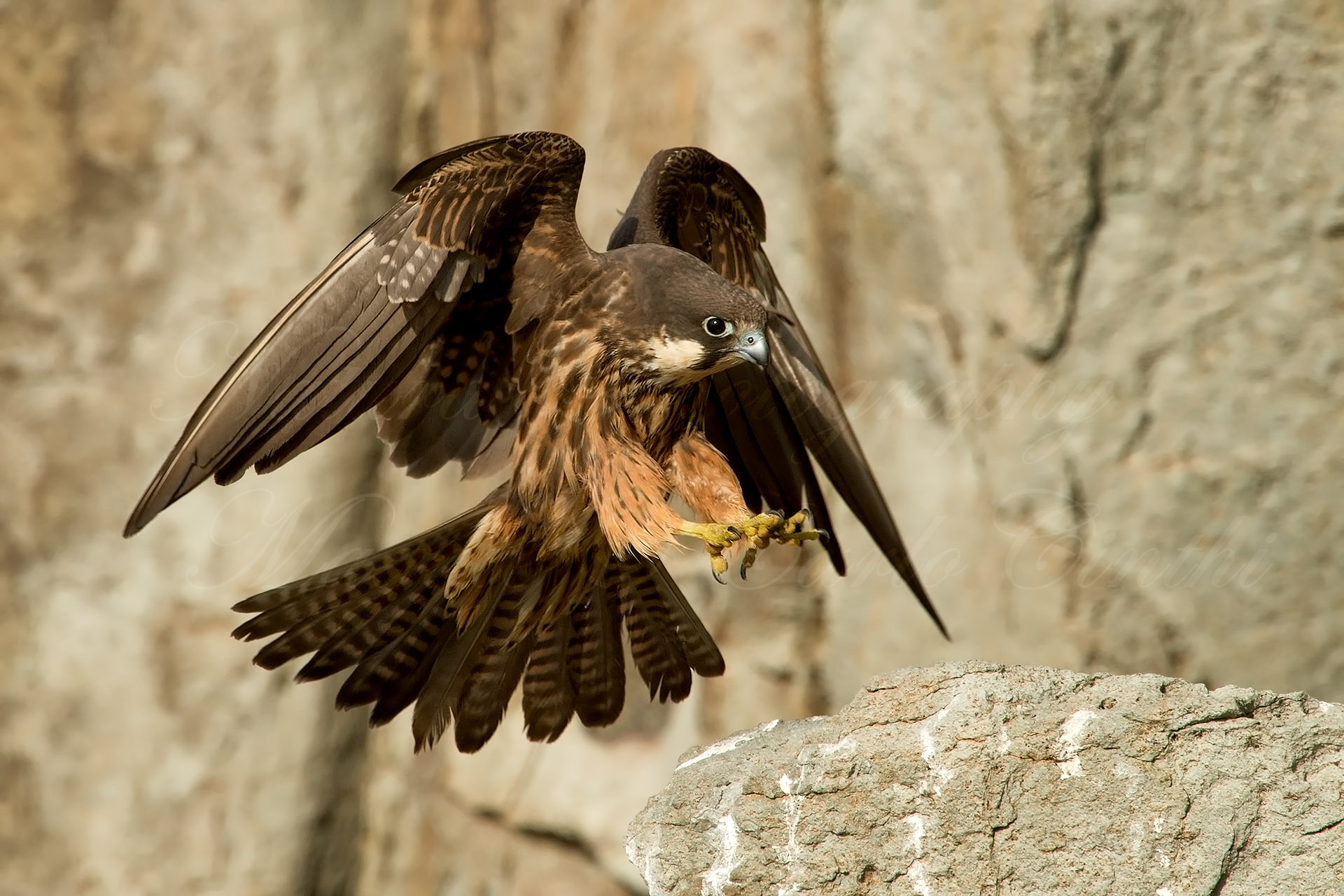 Falco della Regina - Falco eleonorae