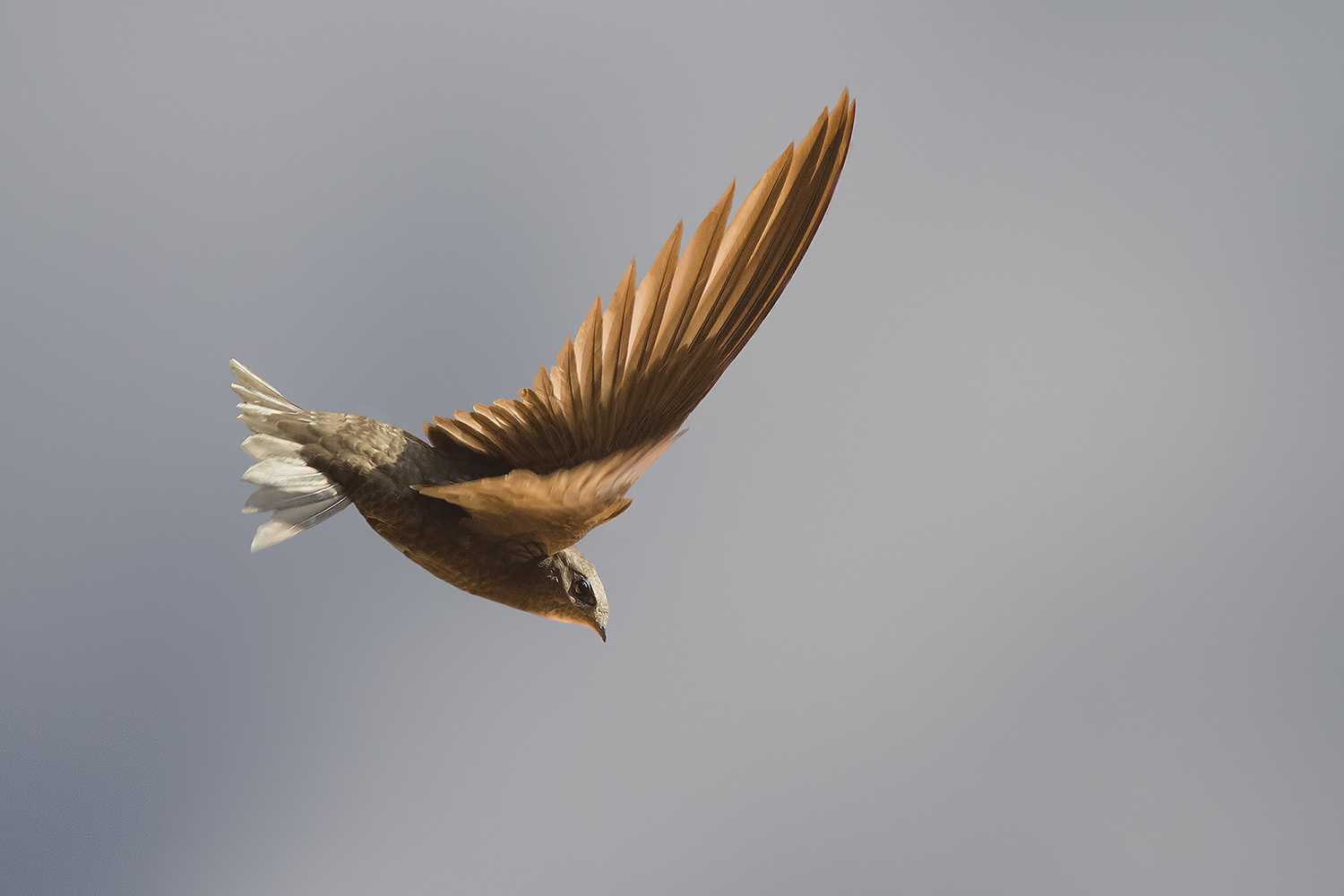 swift in flight