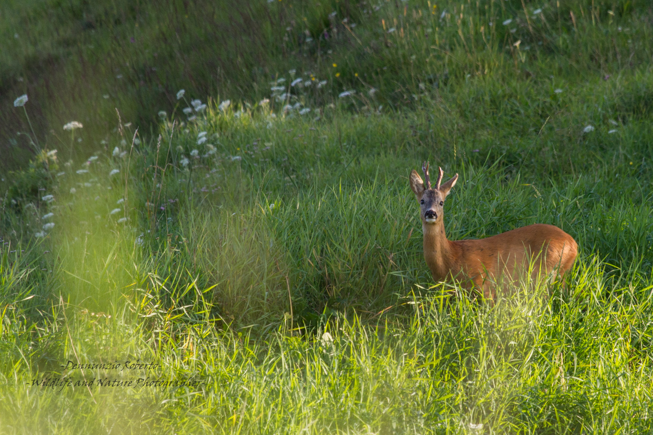 il capriolo e le ultime luci....