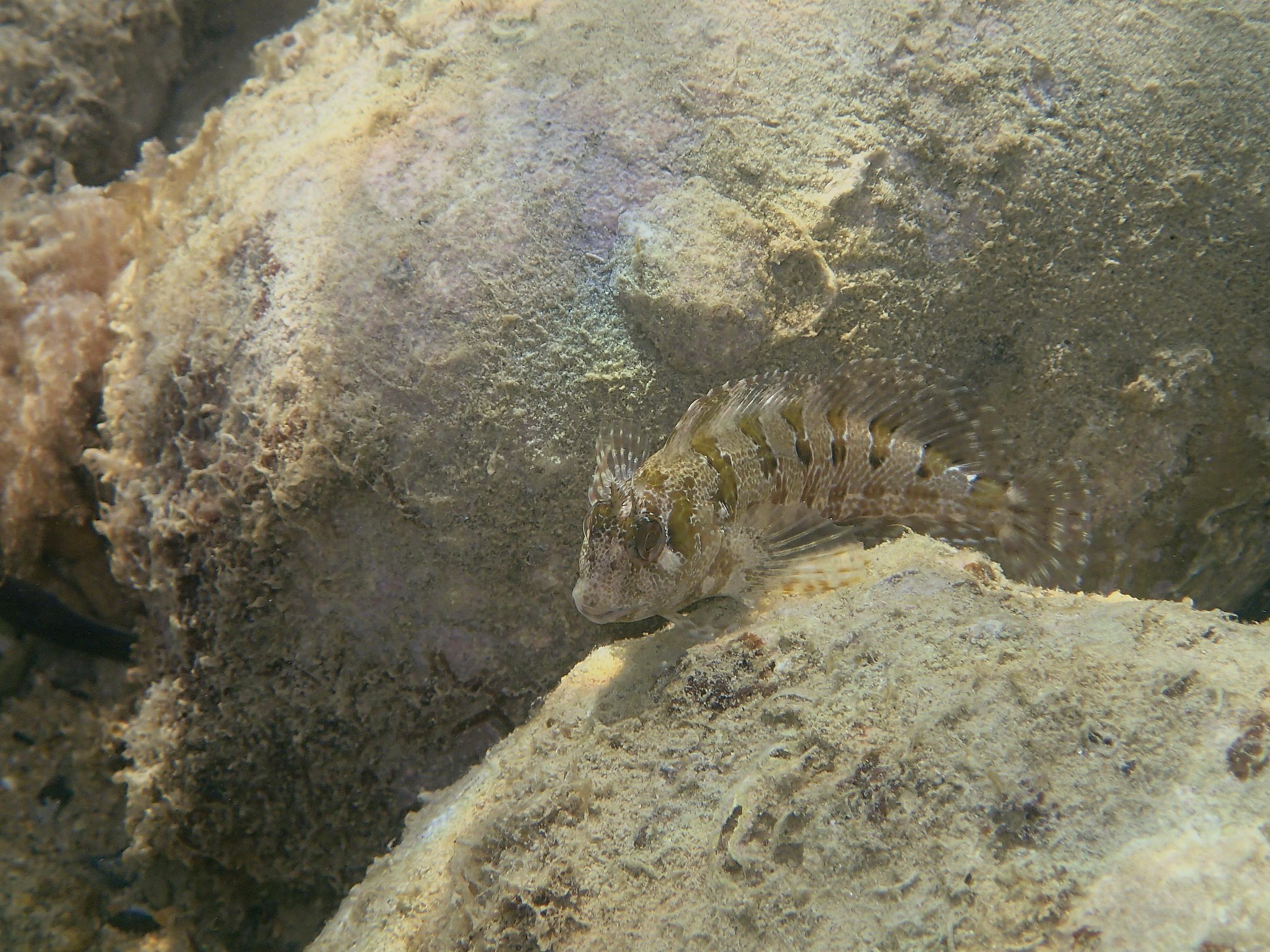 drooling rust (Parablennius gattorugine)