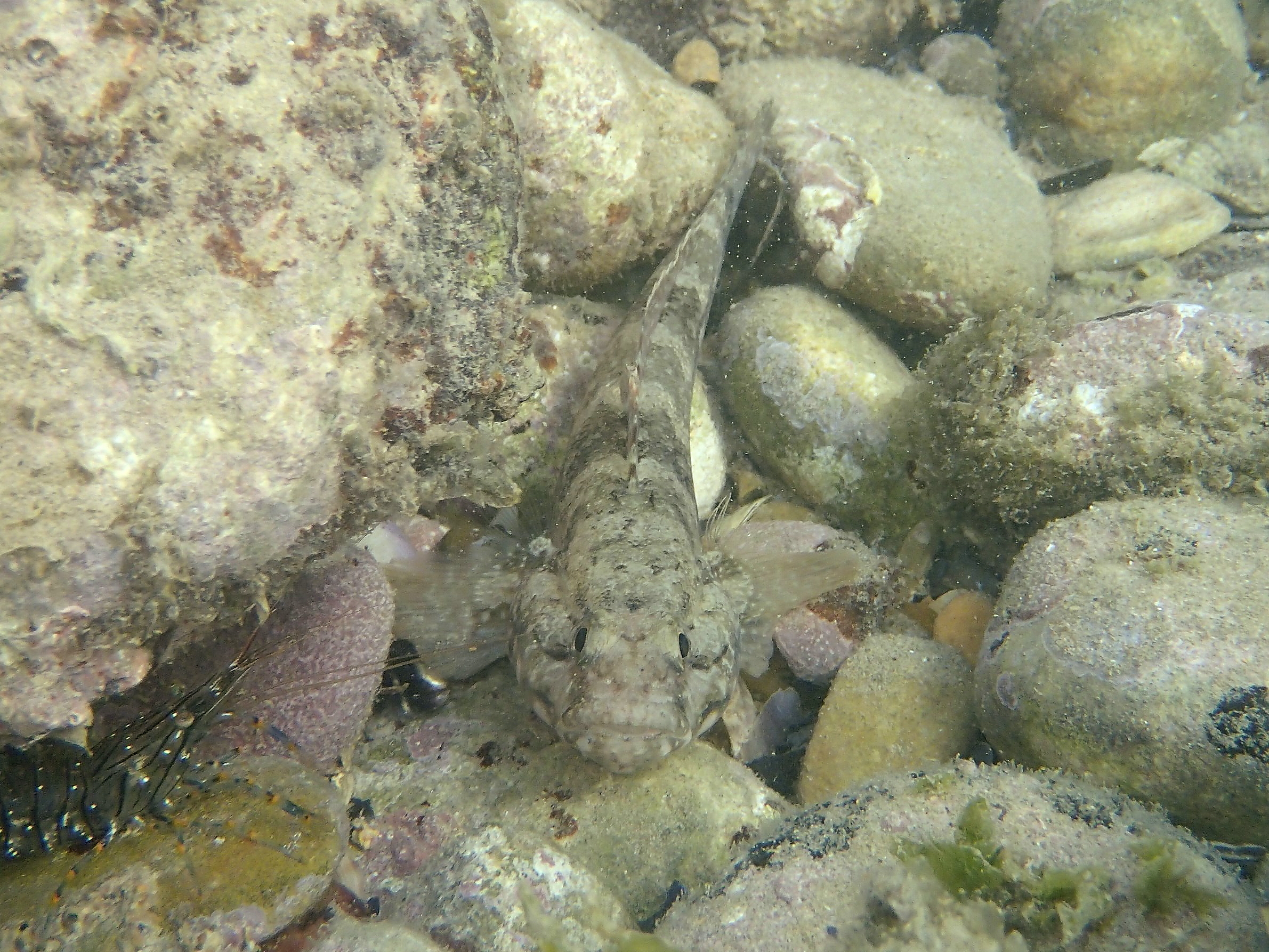 Goby goby (Gobius paganellus)
