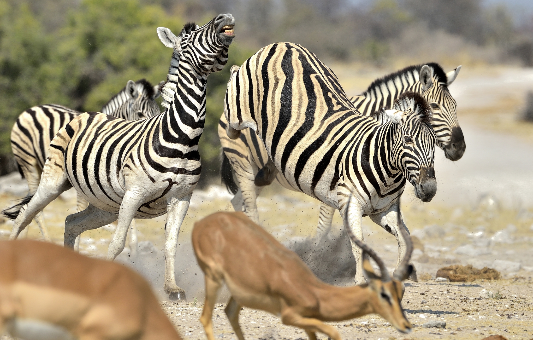 Etosha - Zebre