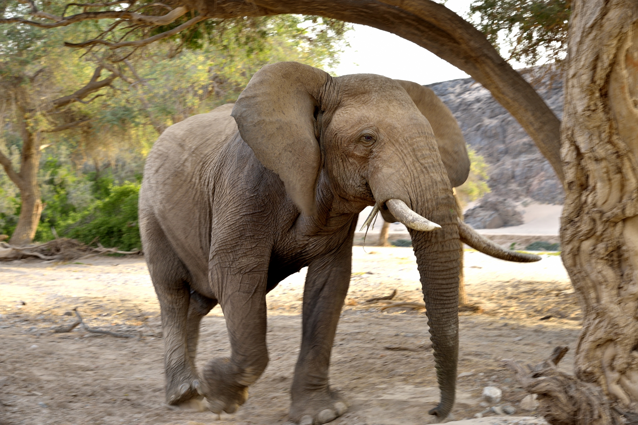 Deserto del Kaokoland - Elefante...da moolto vicino