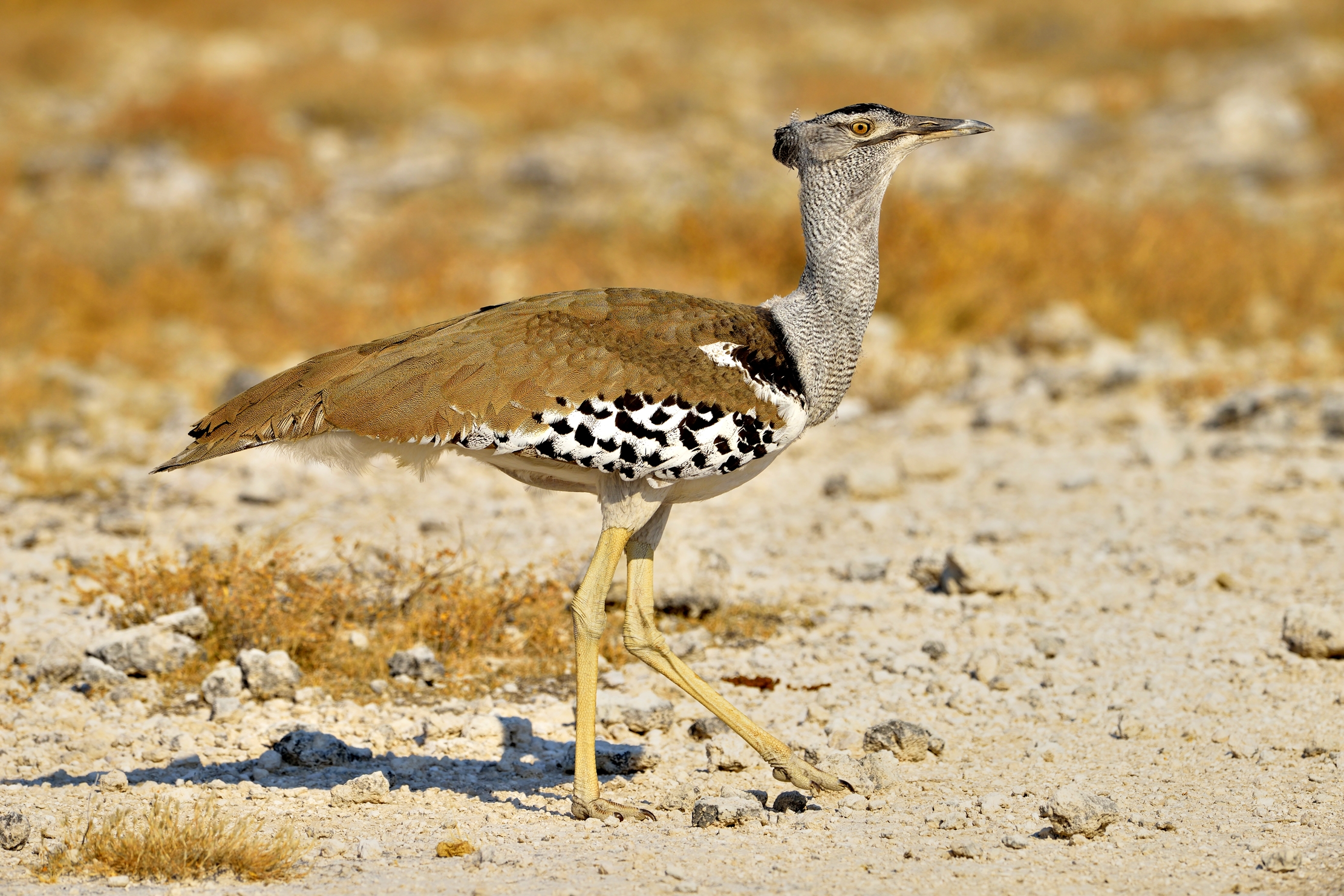 Etosha - Otarda di Kori