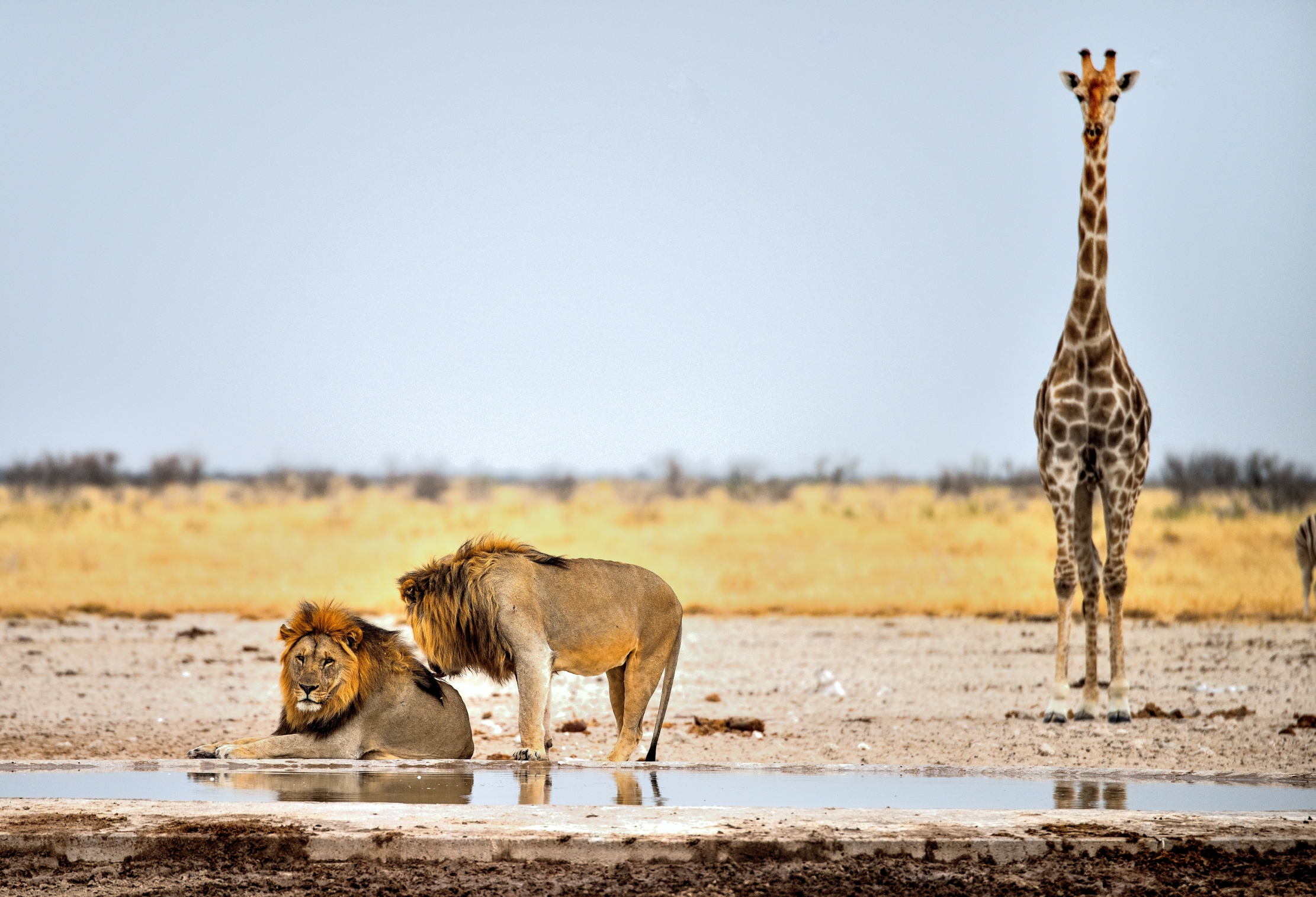 Etosha - Leoni e giraffa