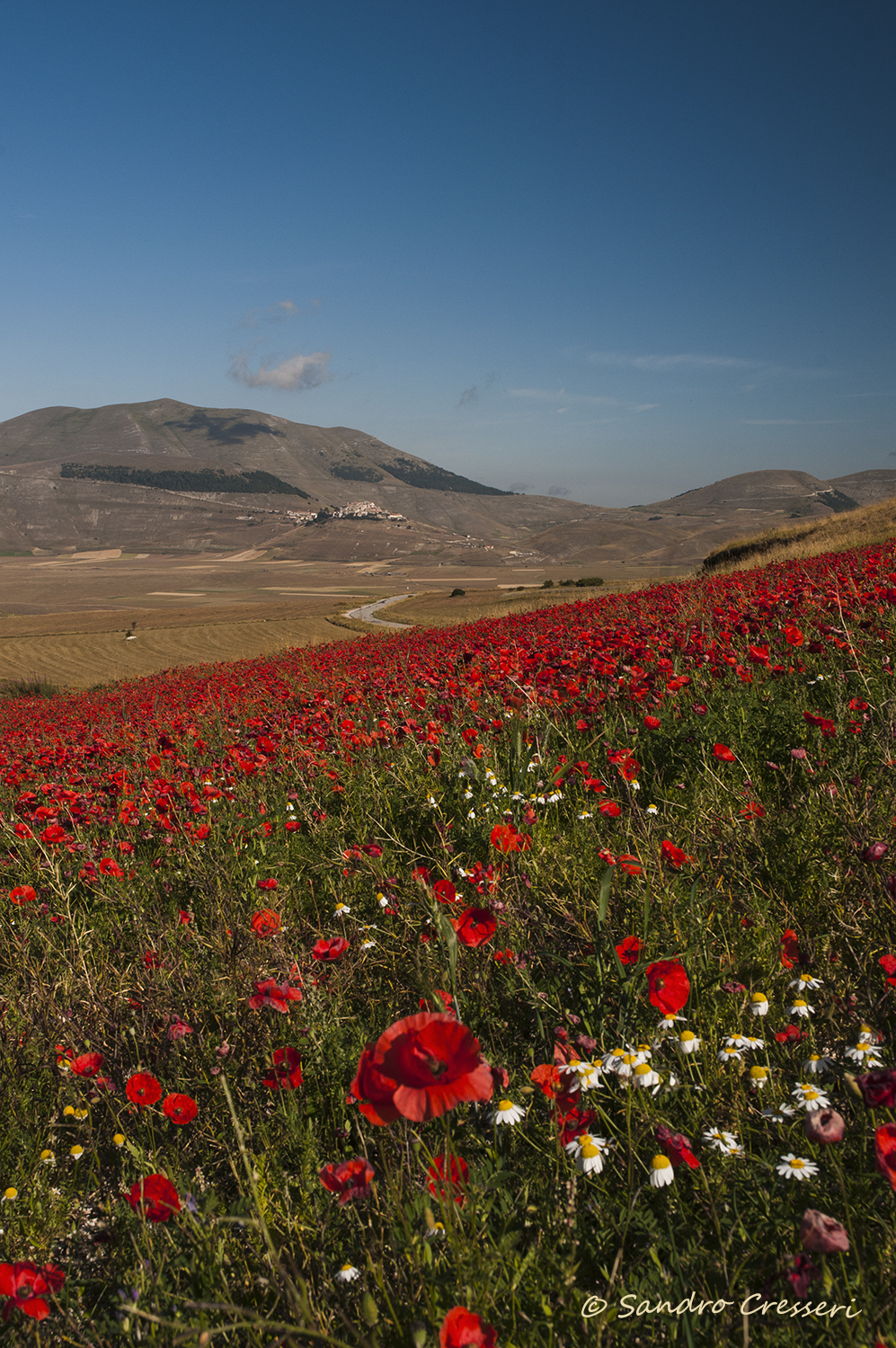 Papaveri a Castelluccio
