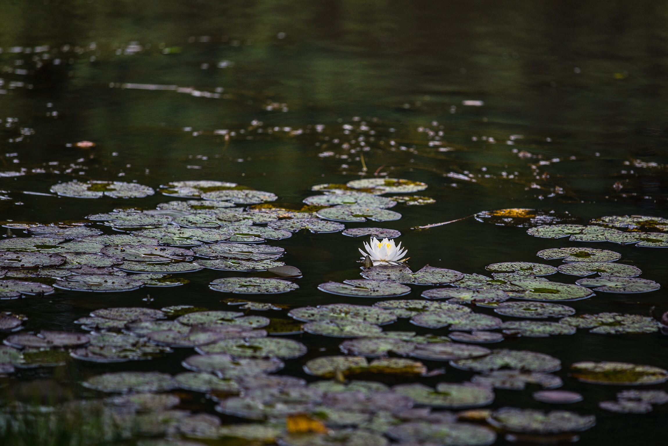 Impressionism Breton