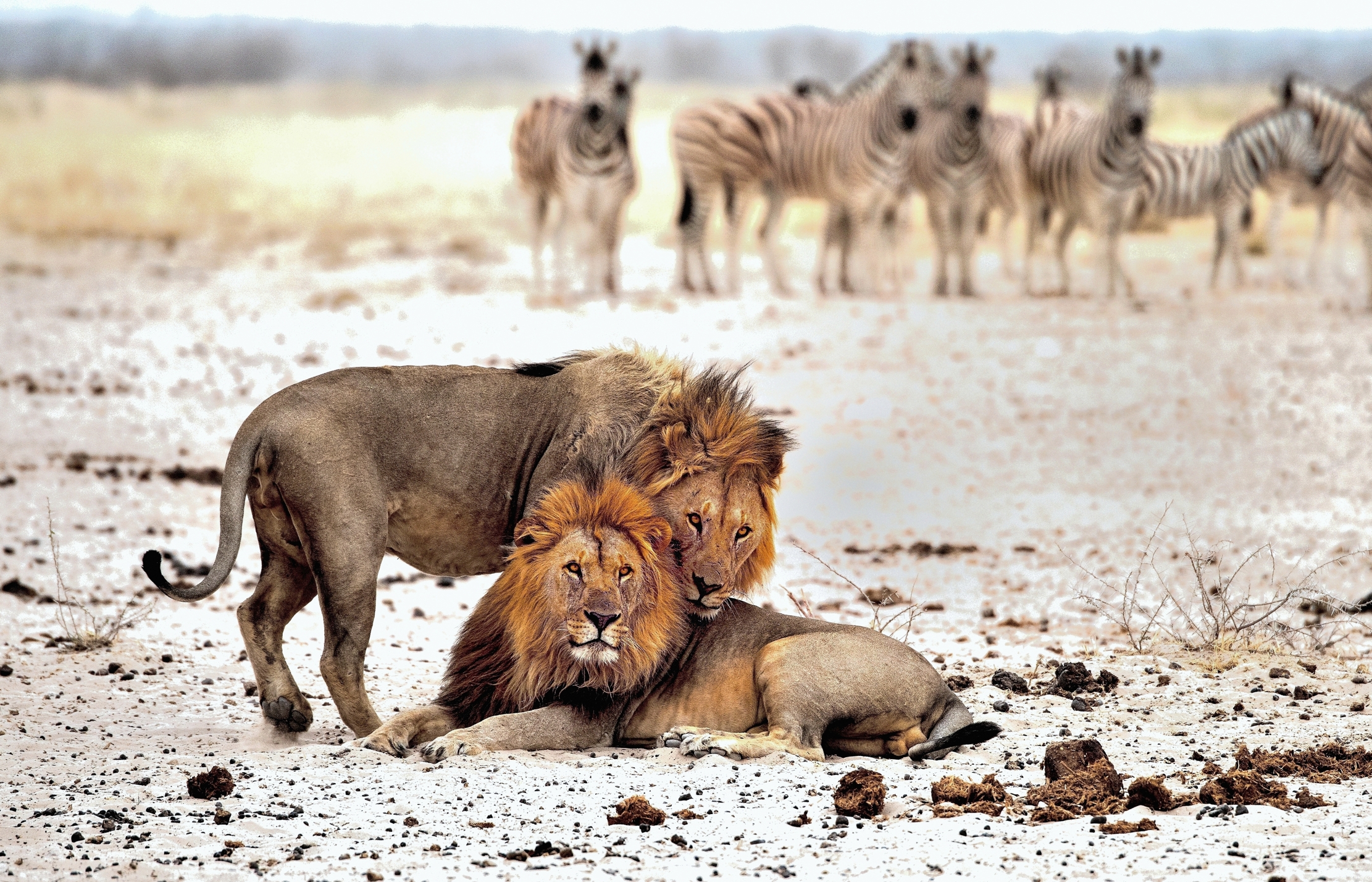 Etosha - Leoni