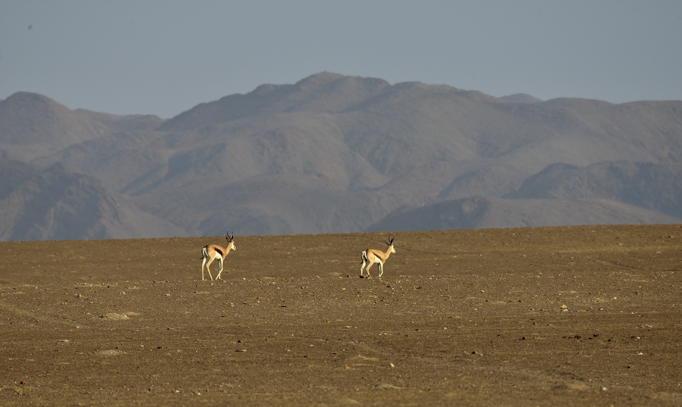 Kaokoland - Springbok