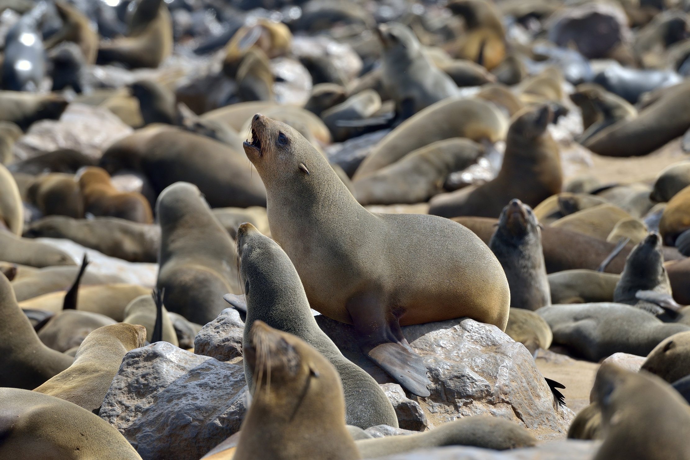 Skeleton Coast - Colonia di Otarie