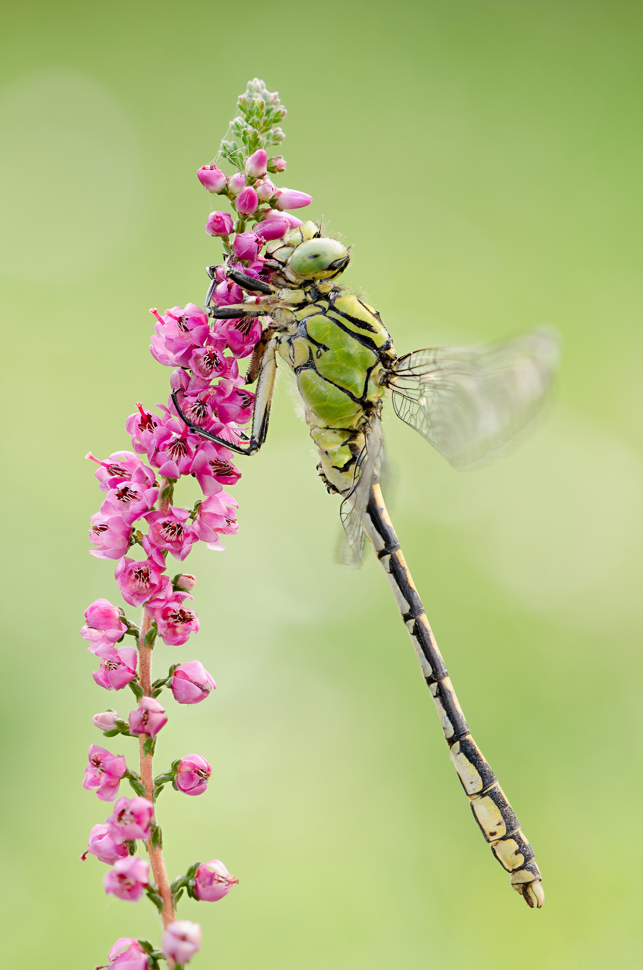 Cecilia Ophiogomphus