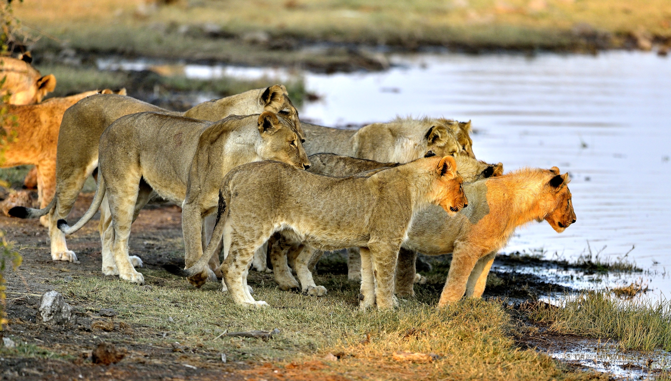 Etosha - Giovani Leoni:che c'è da guardare?