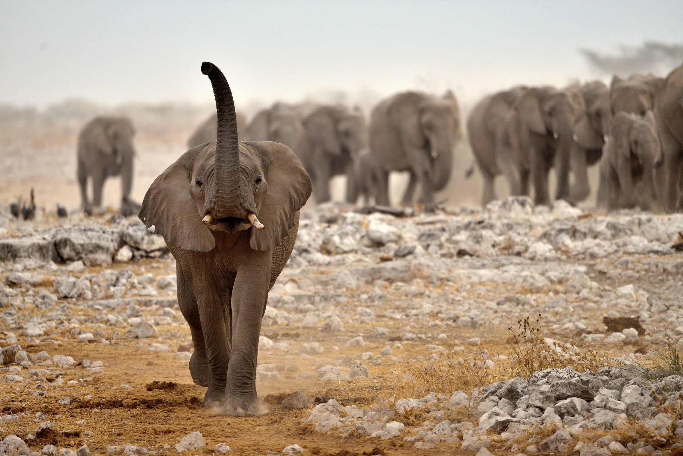 Etosha - Verso la pozza