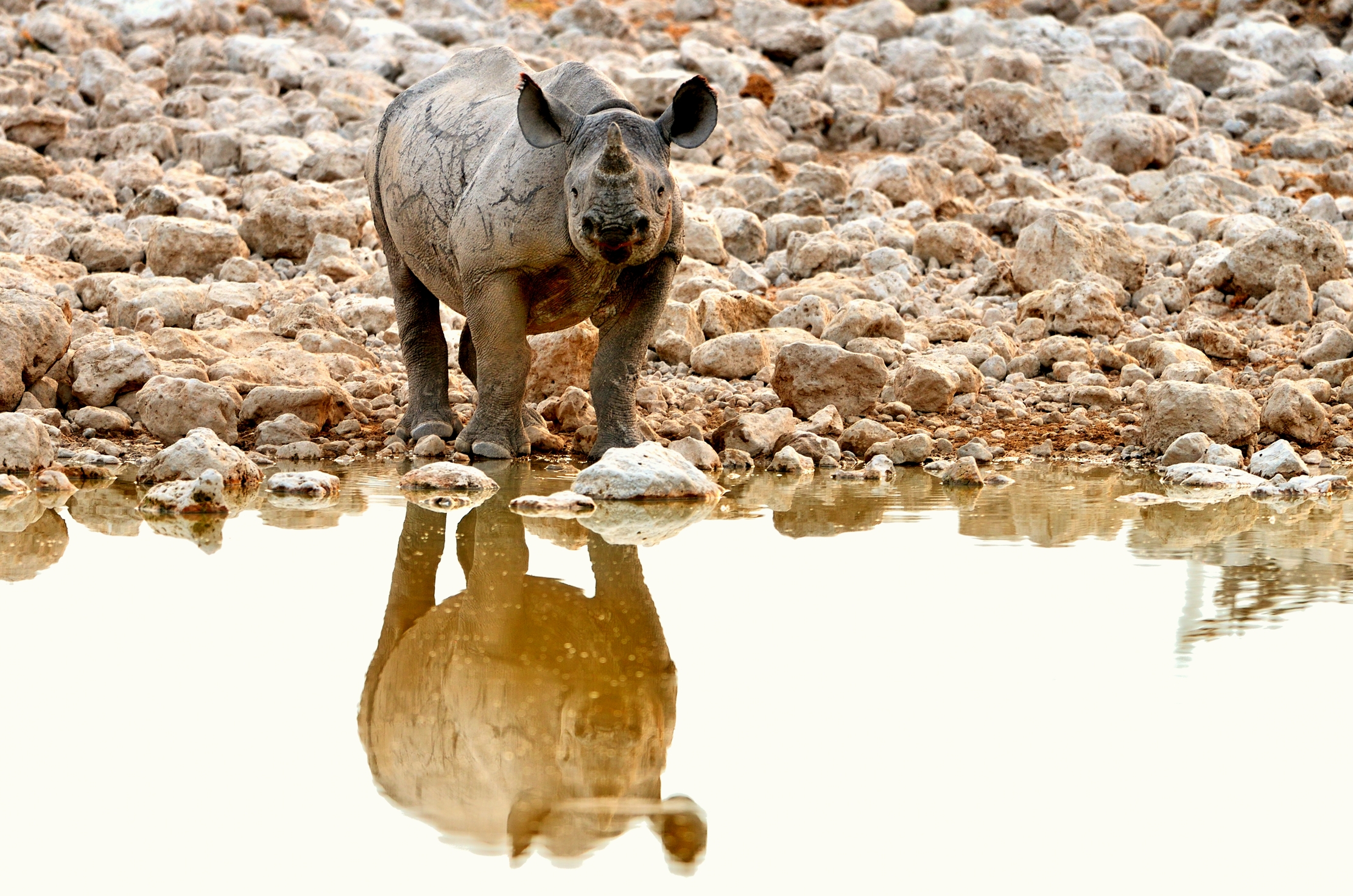 Etosha - Rino alla pozza a tarda sera