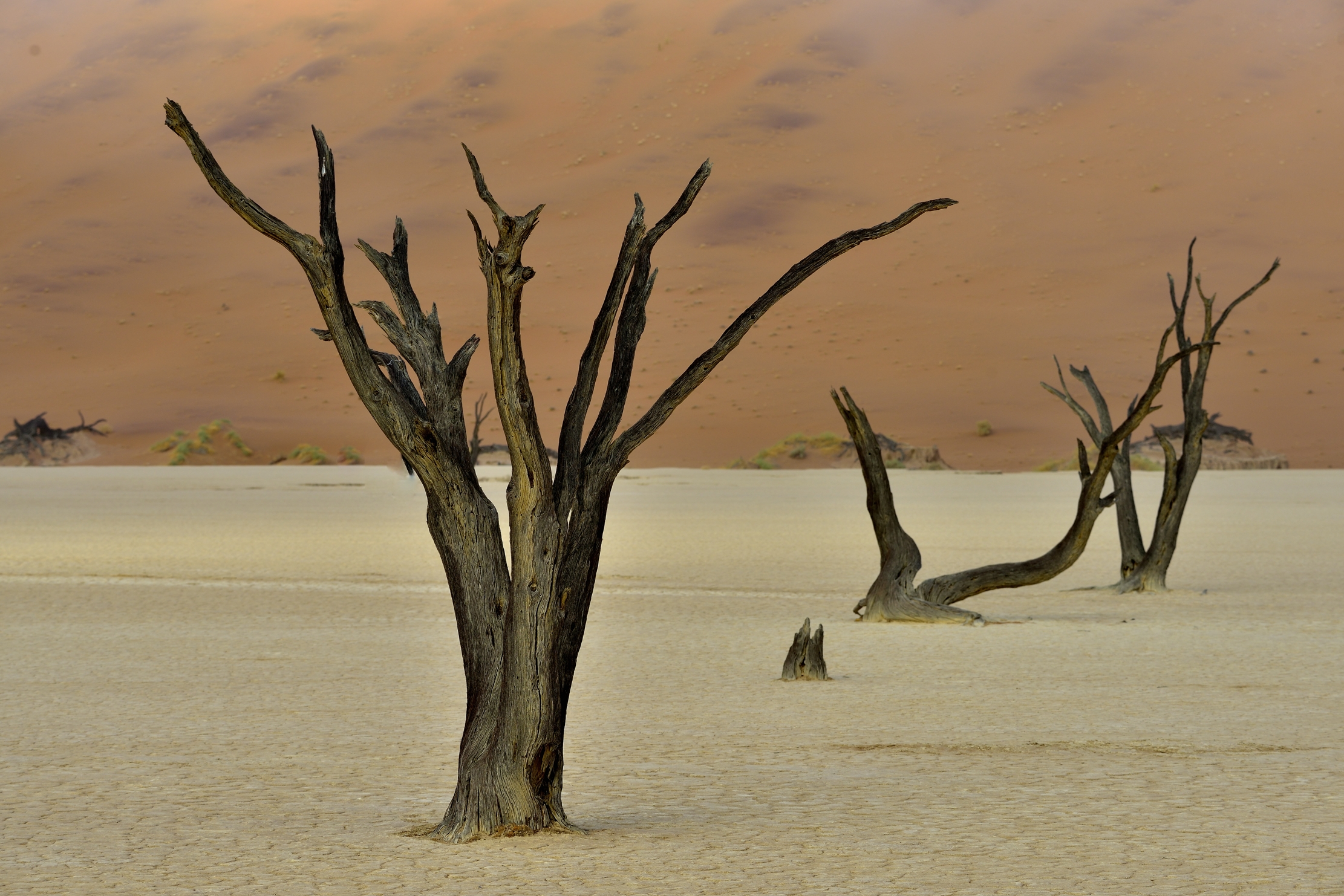 Deserto del Namib - Deadvlei
