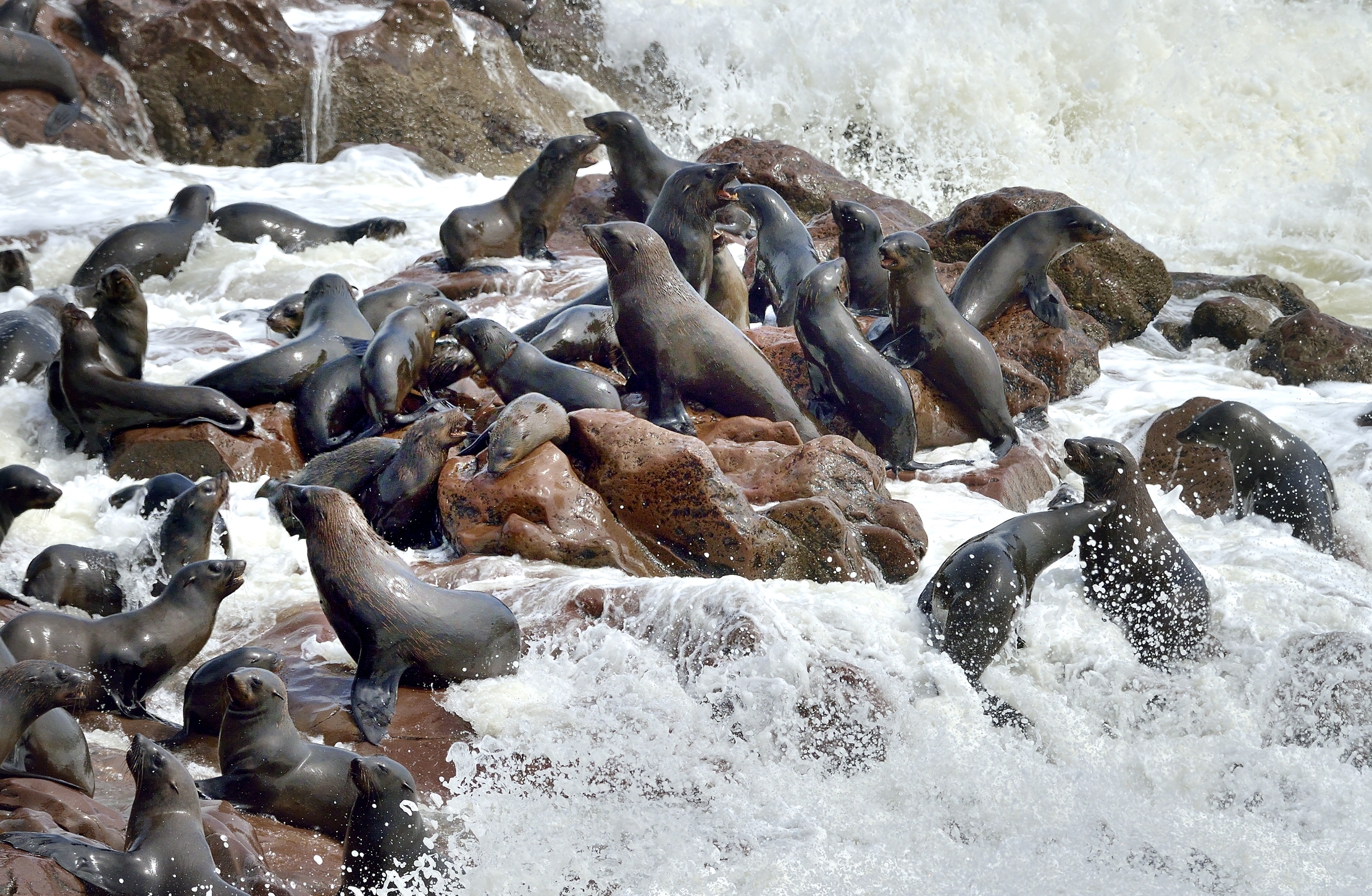 Skeleton Coast - Colonia di Otarie