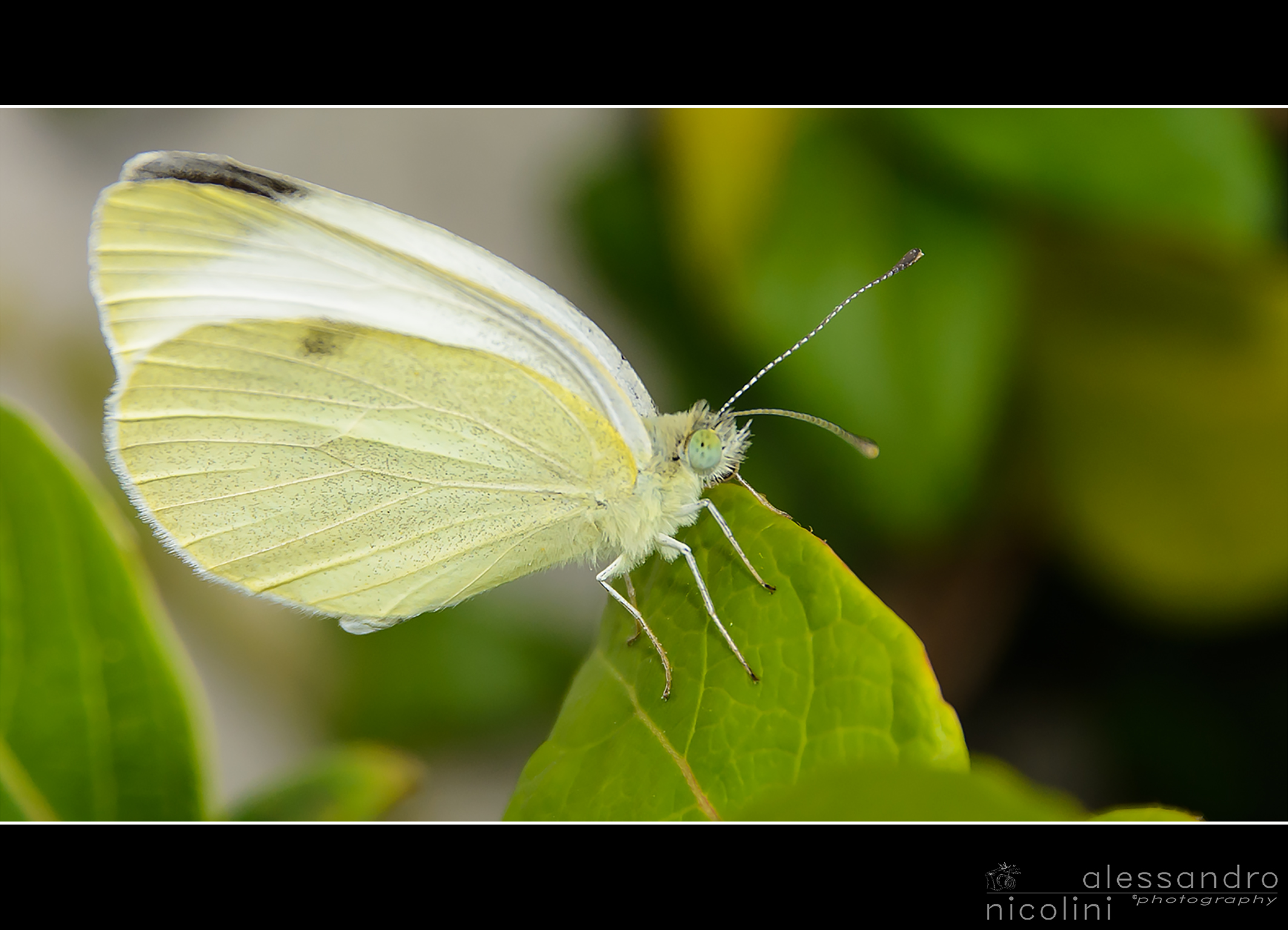 Simplify the Butterfly