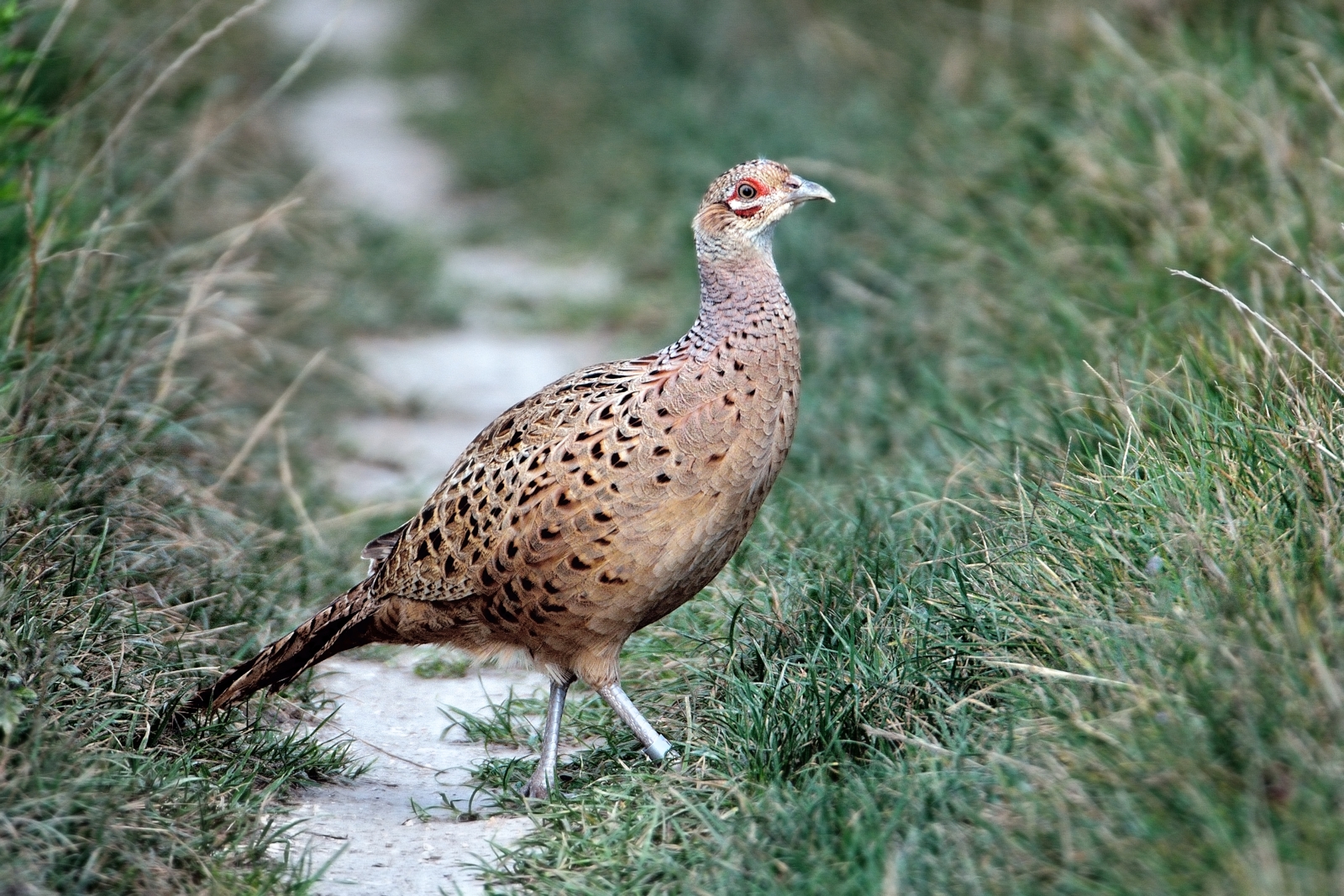 Young pheasant in the path