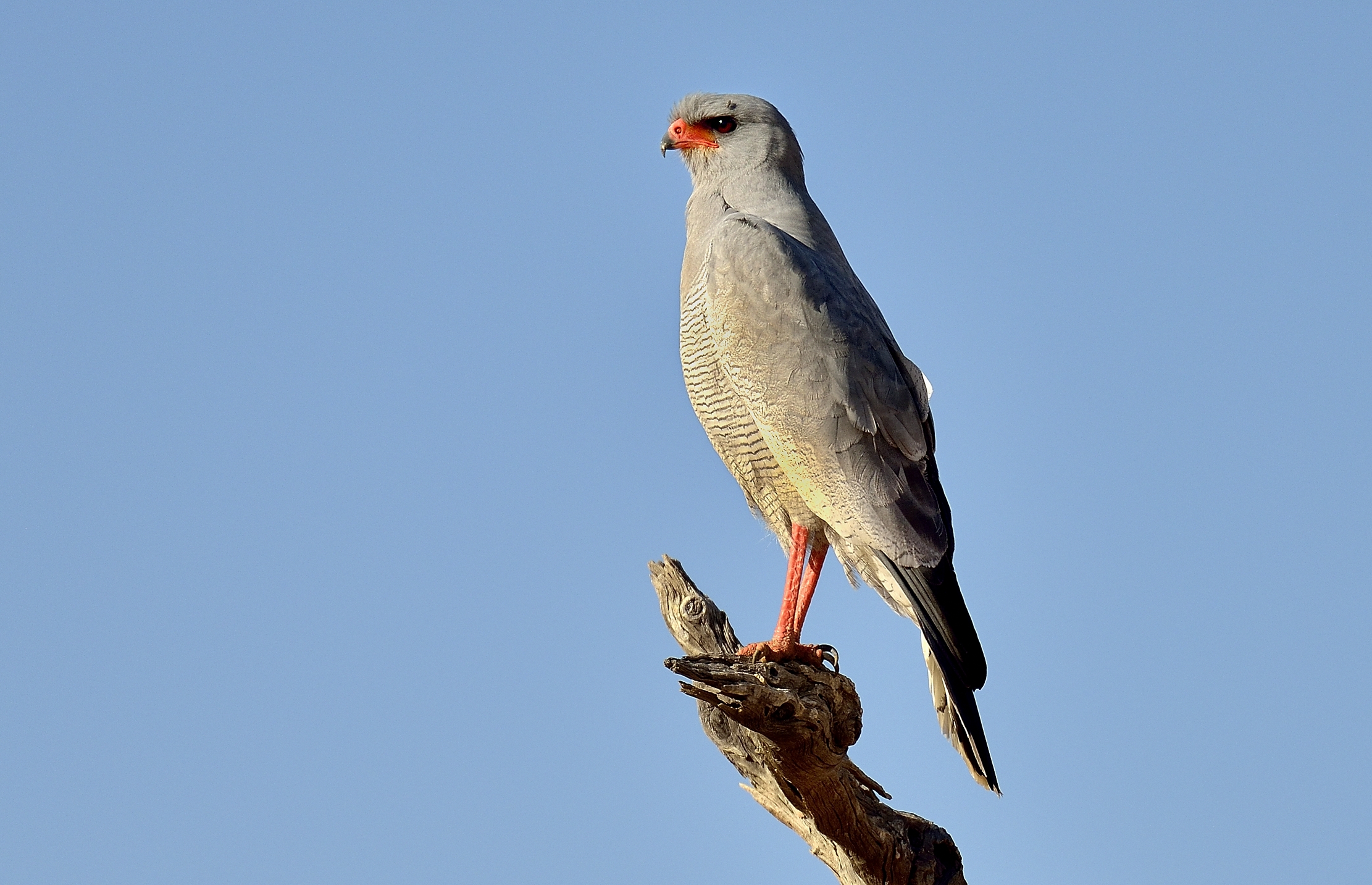 Deserto del Namib - Astore