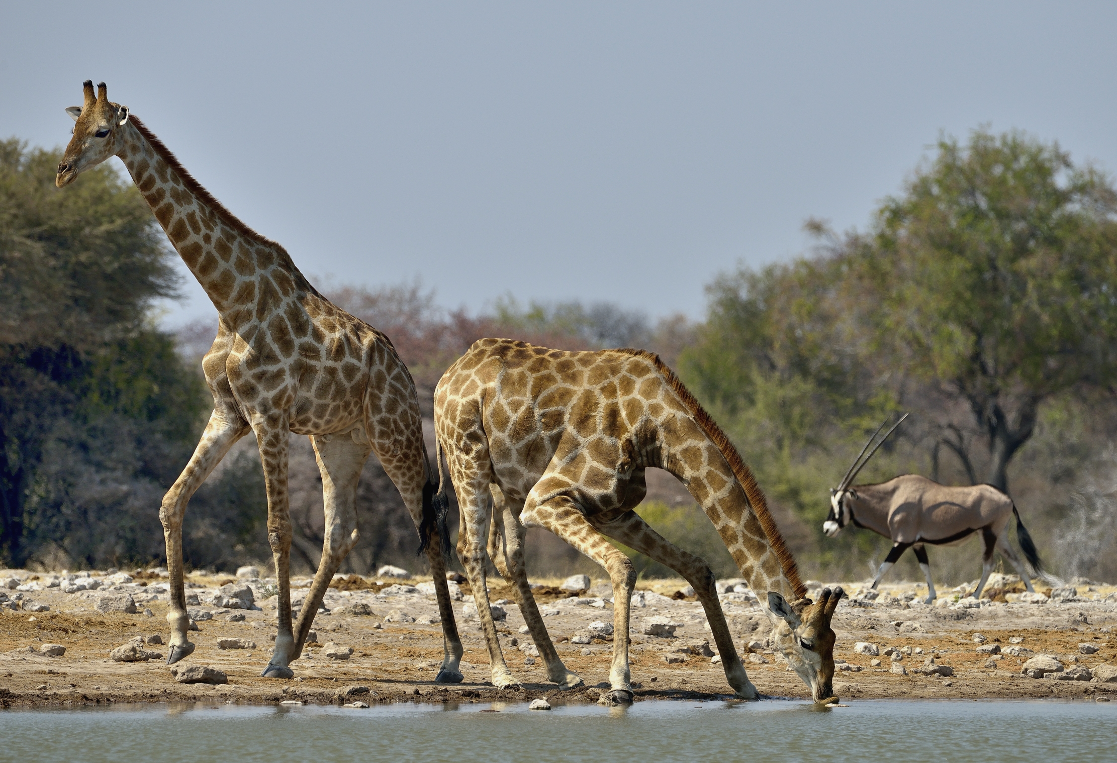 Etosha - Giraffe e Orix