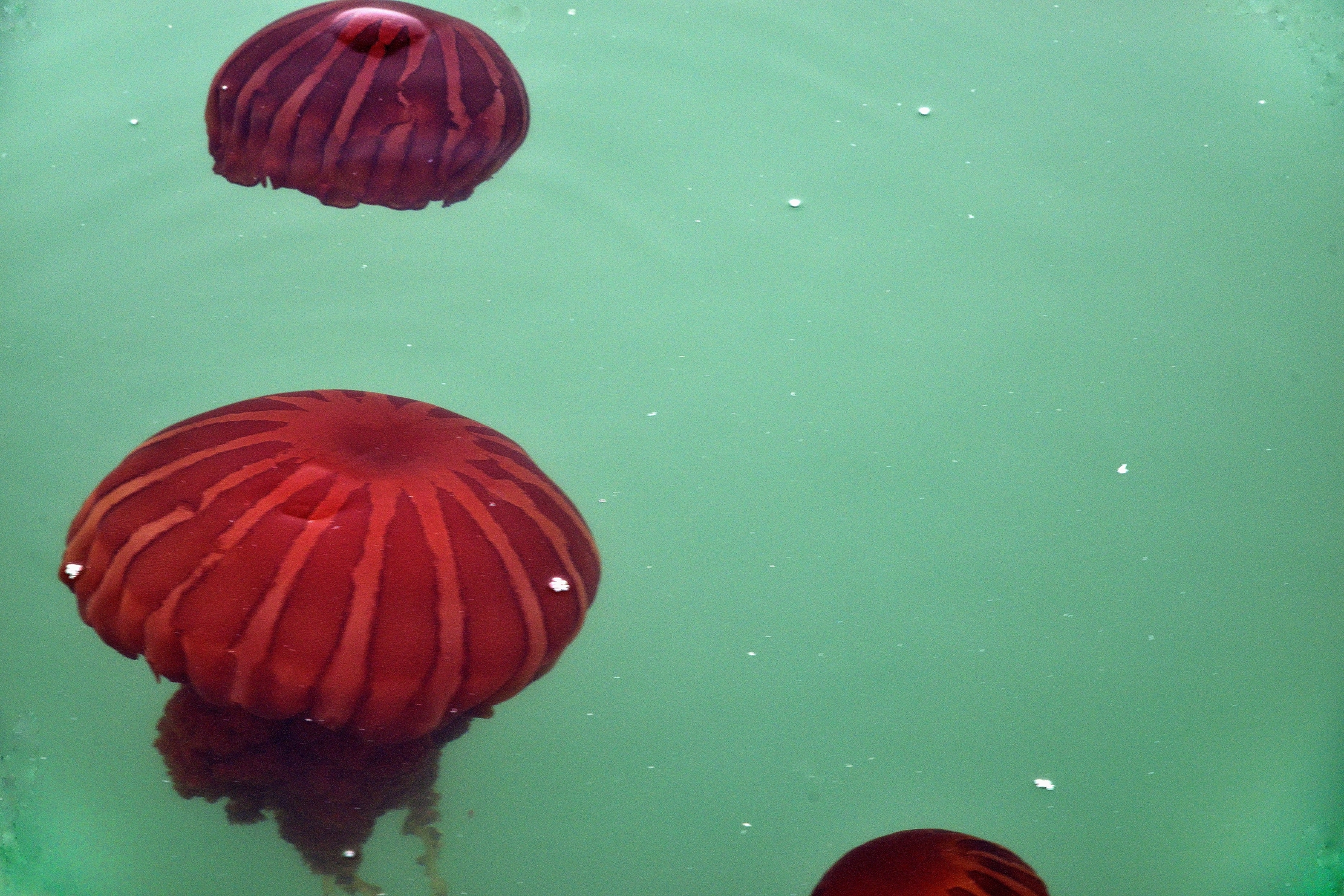 Skeleton Coast - Meduse rosse