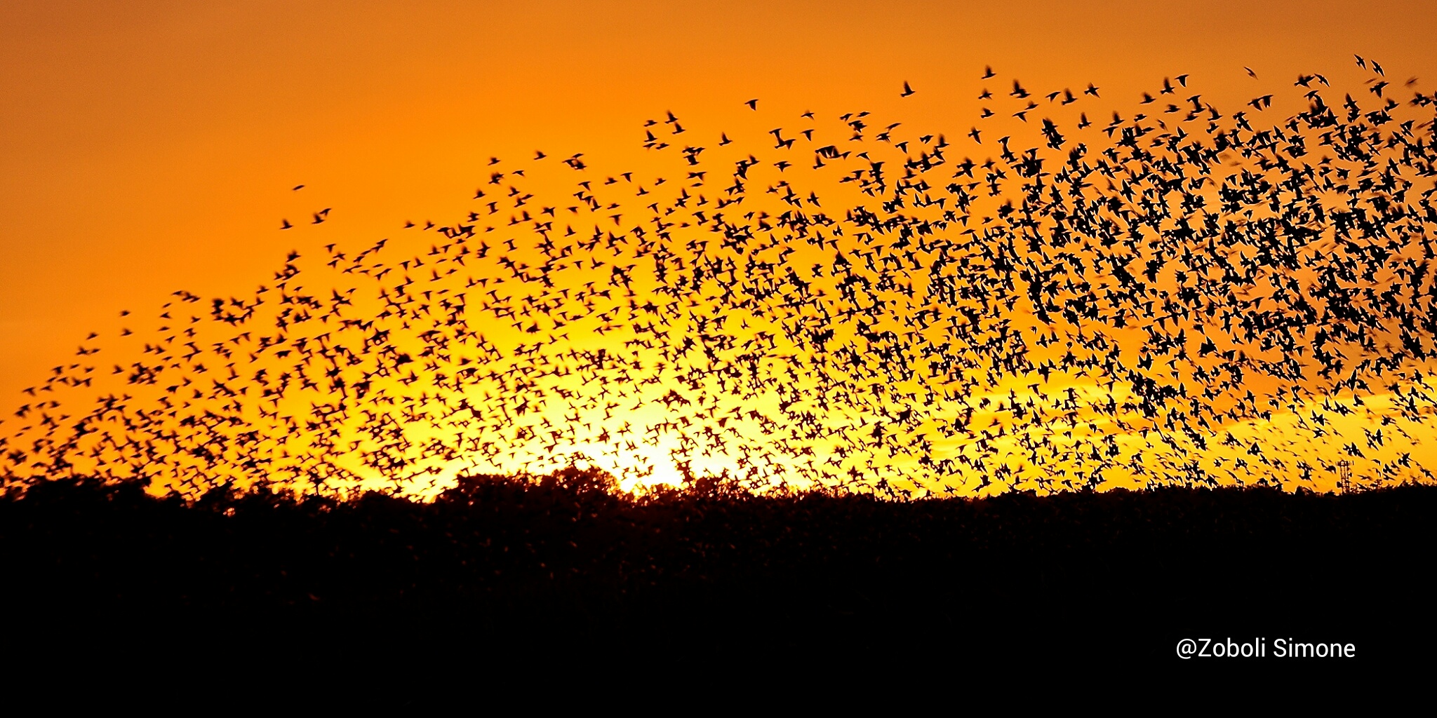 Stormo di storni al tramonto