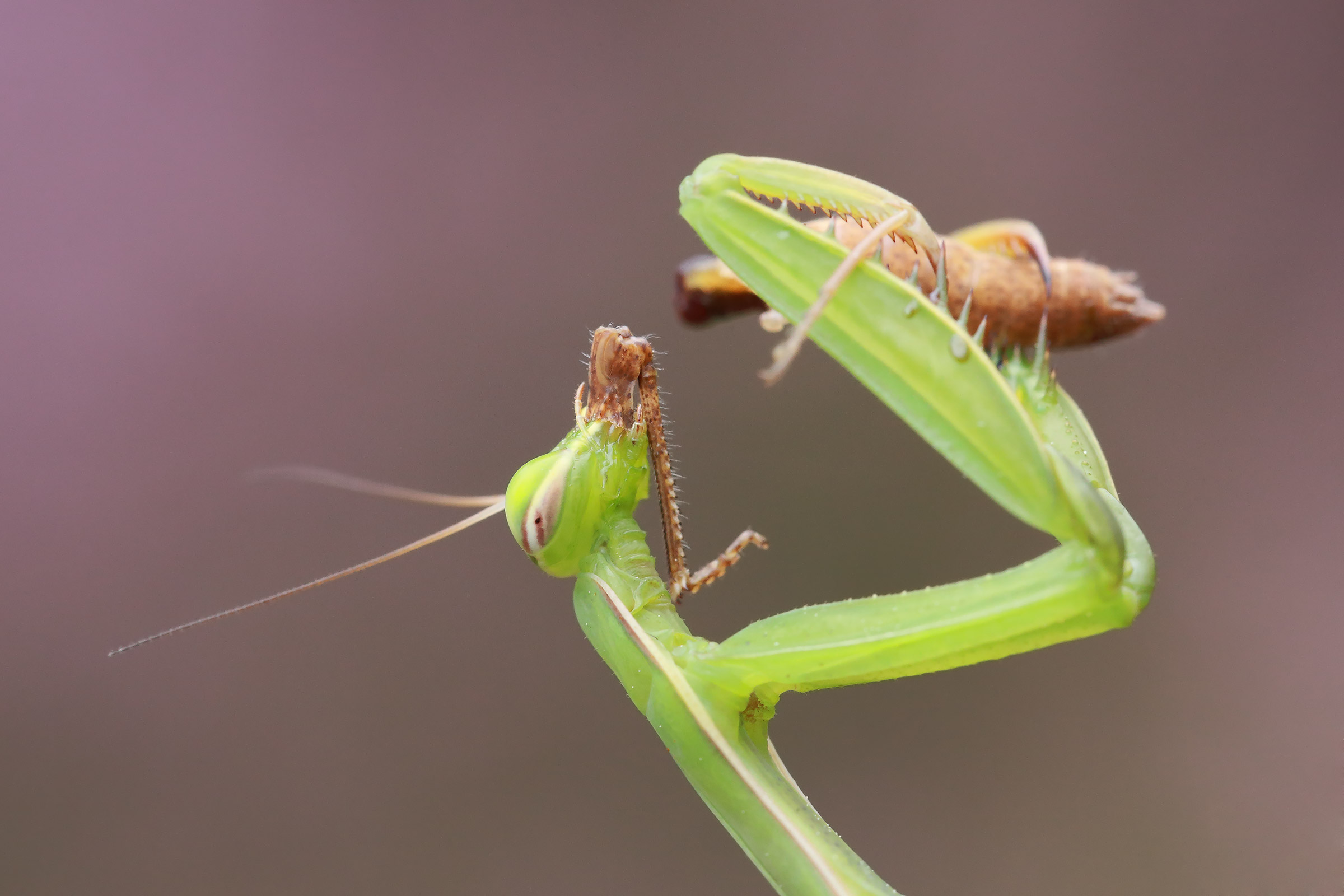 Mantis with prey