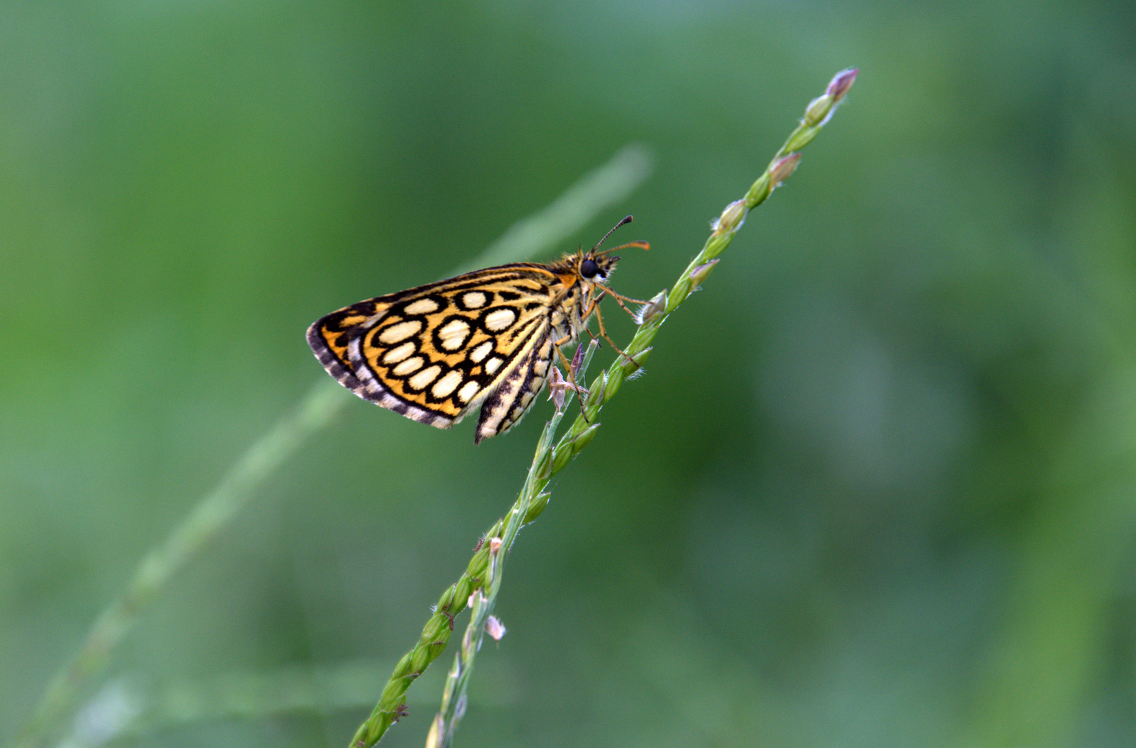 Heteropterus  morpheus