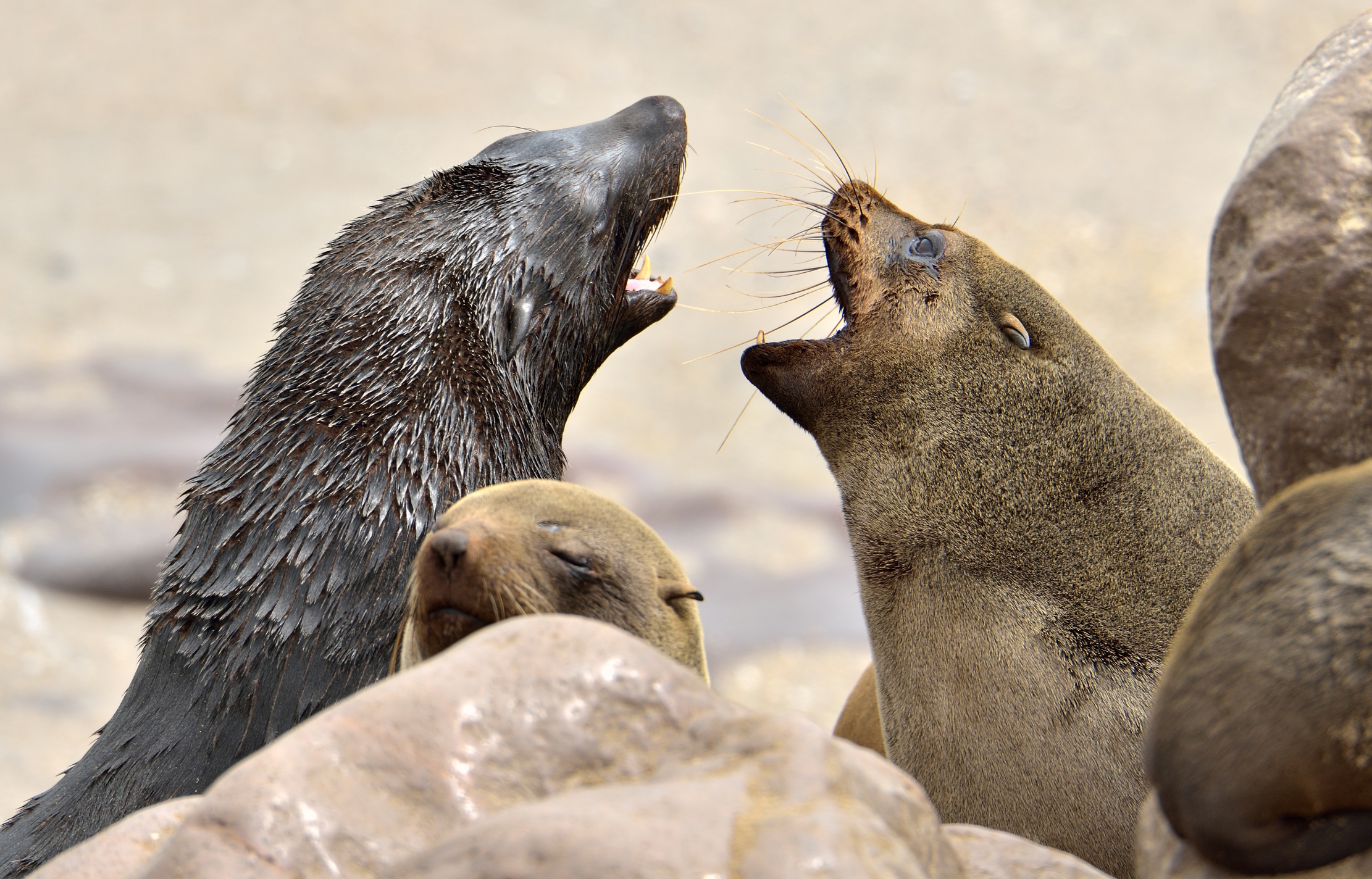 Skeleton coast - Otarie