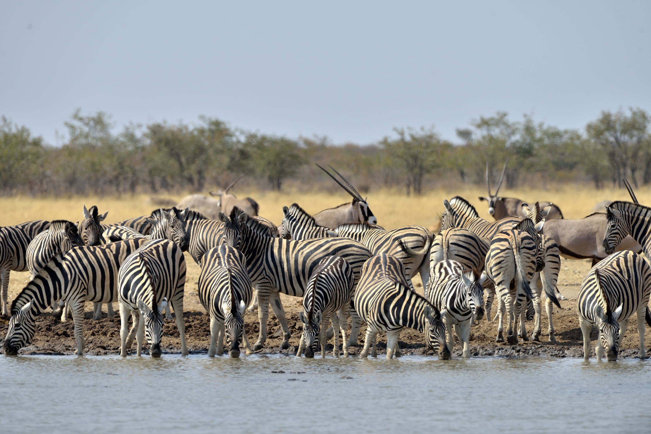 Etosha - Zebre