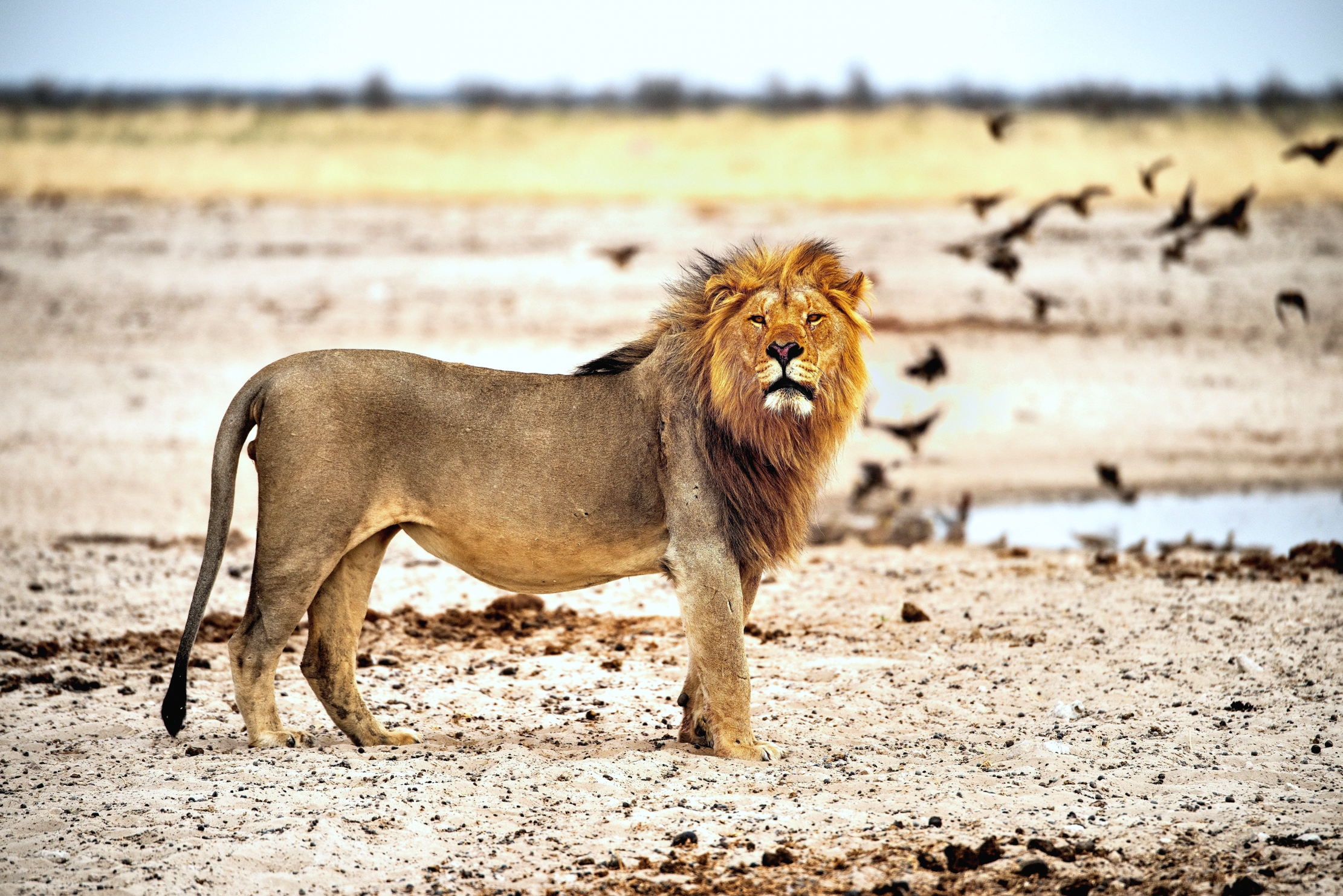 Etosha - Leone
