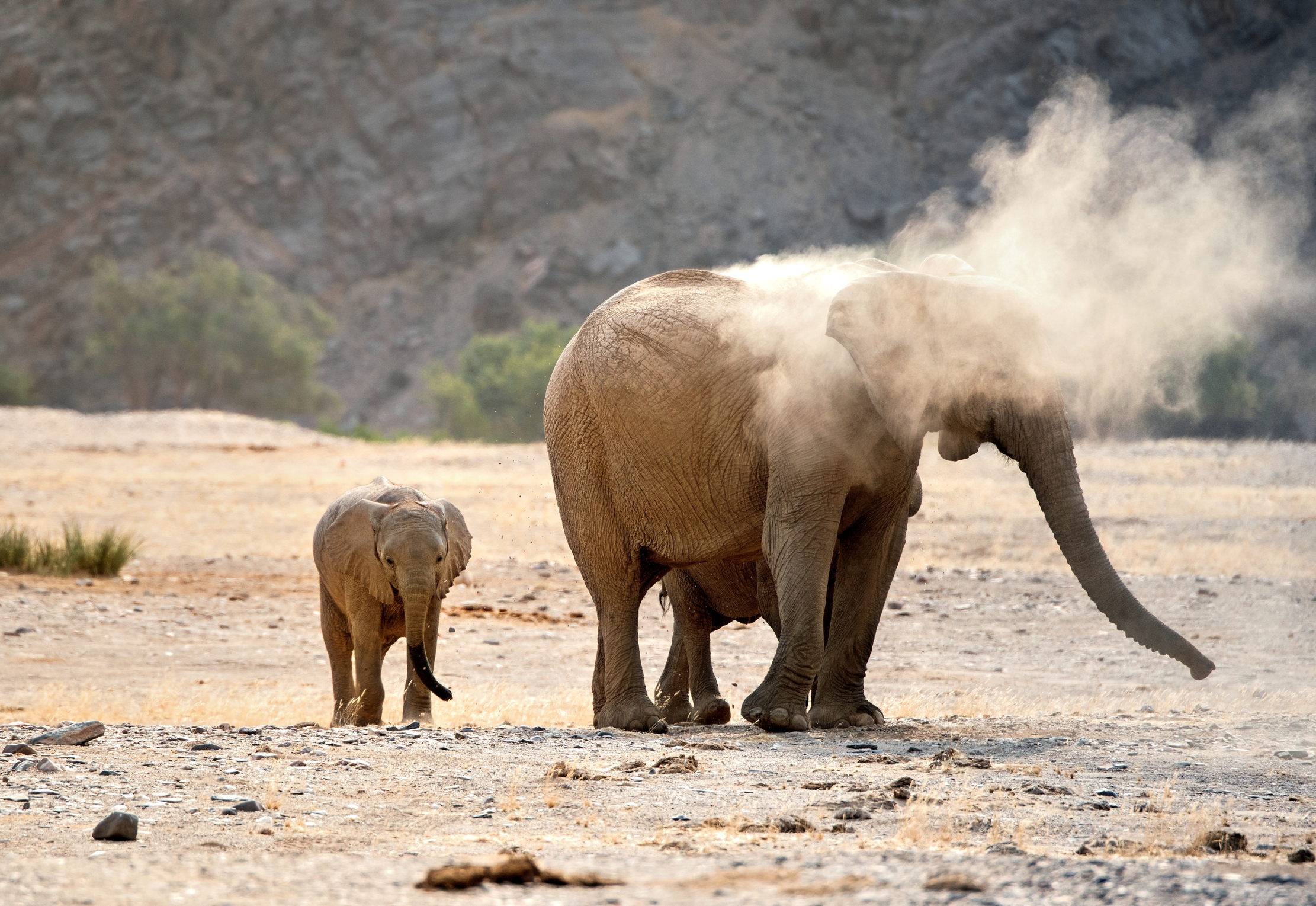 Deserto del Kaokoland - Elefanti
