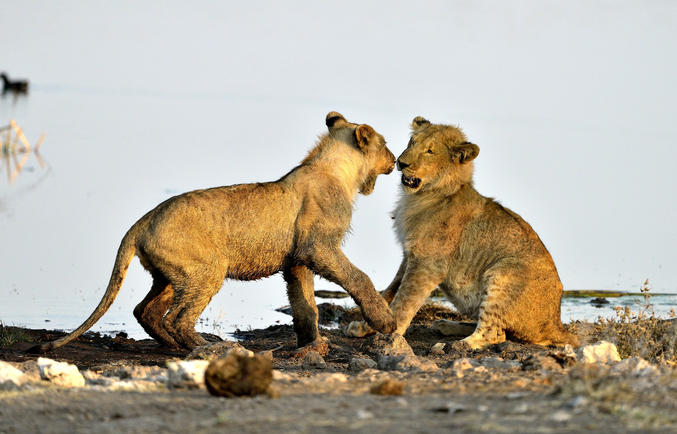 Etosha - Giovani Leoni