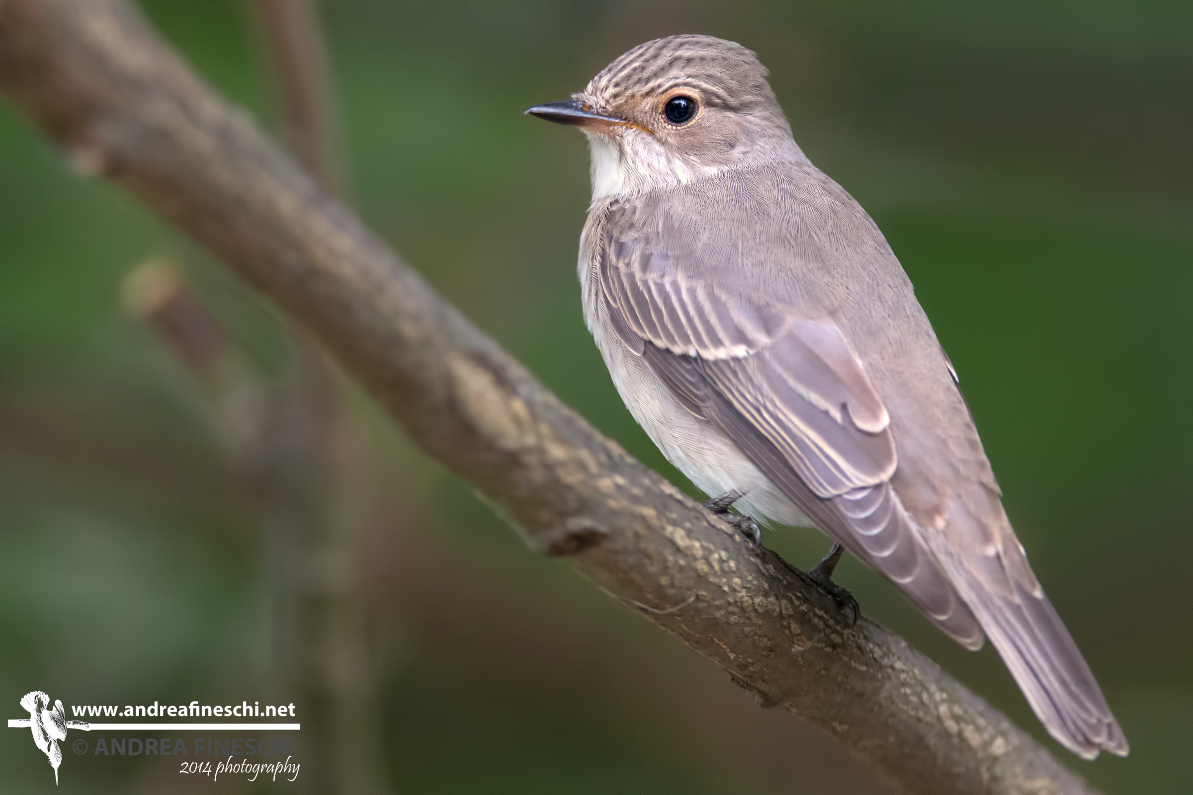 Il mio primo pigliamosche