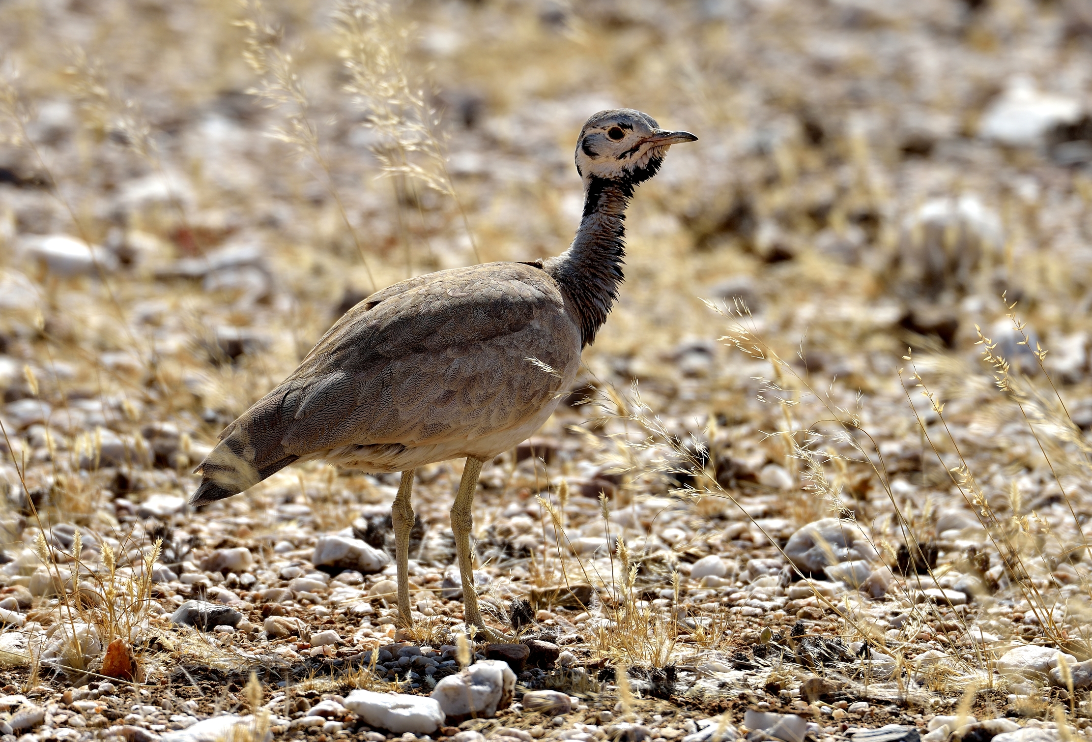 Kaokoland - Otarda di Ludwig