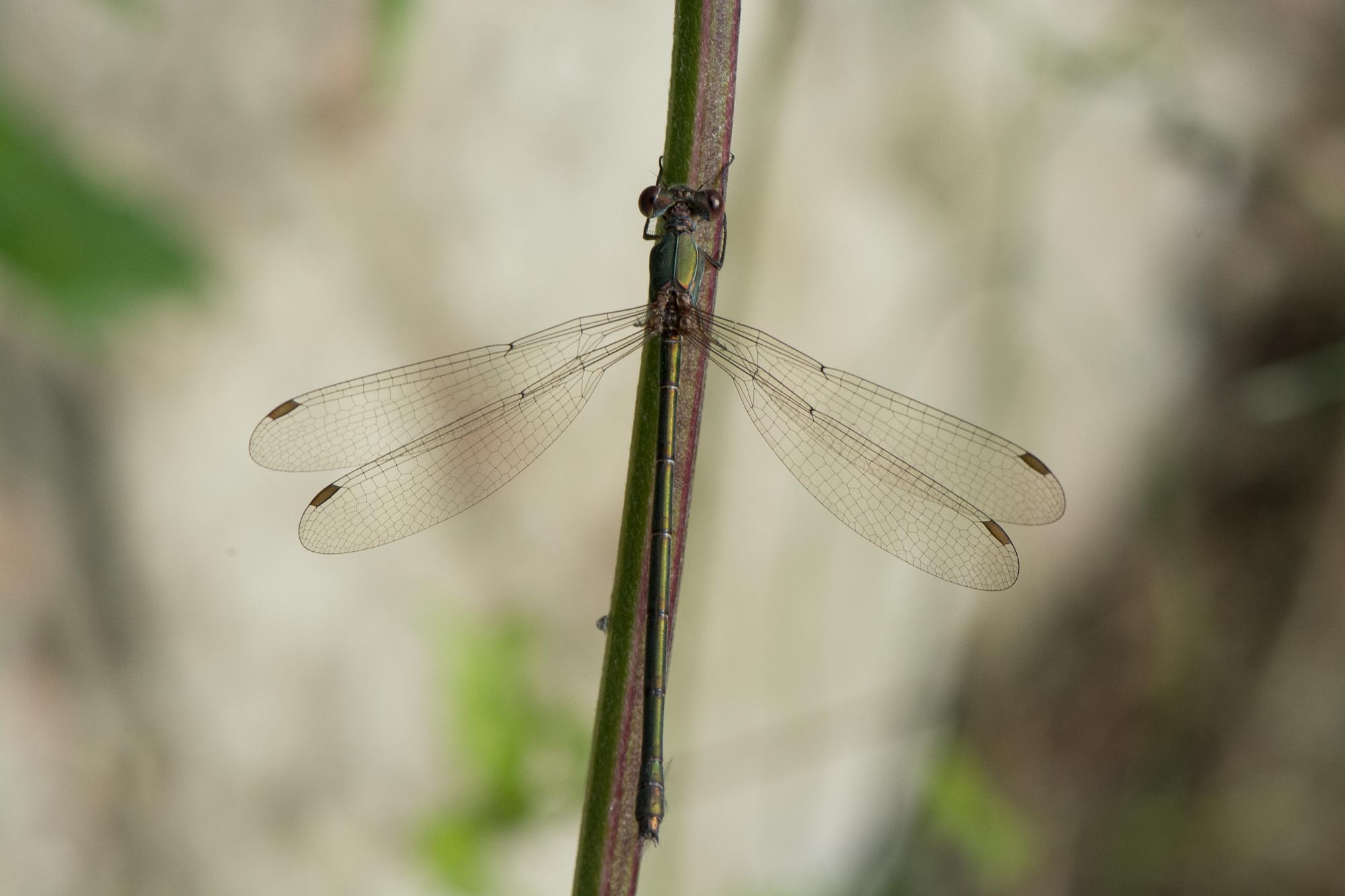 Dragonfly camouflaged