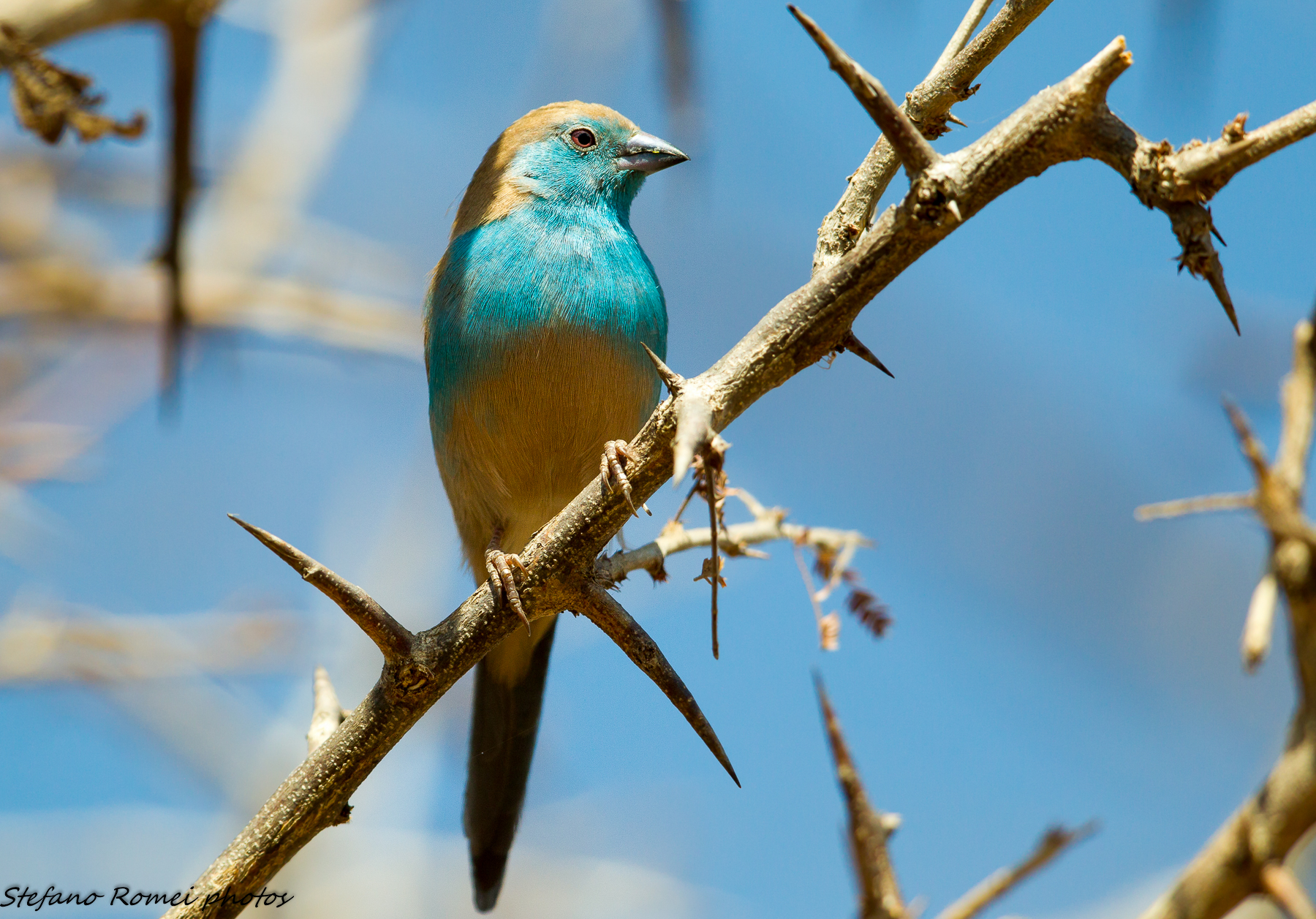 in the fortress of thorns