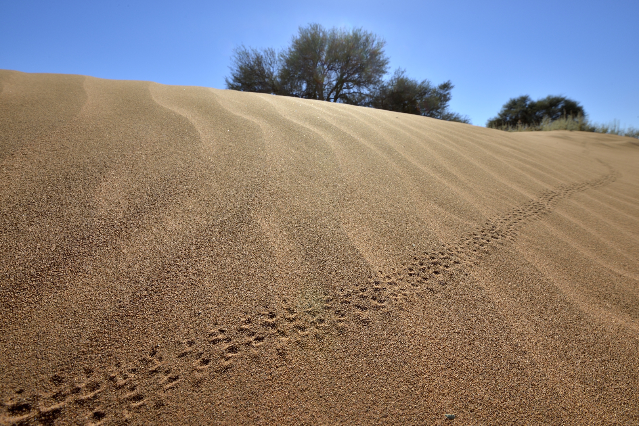 Deserto del Namib - Tracce di insetto