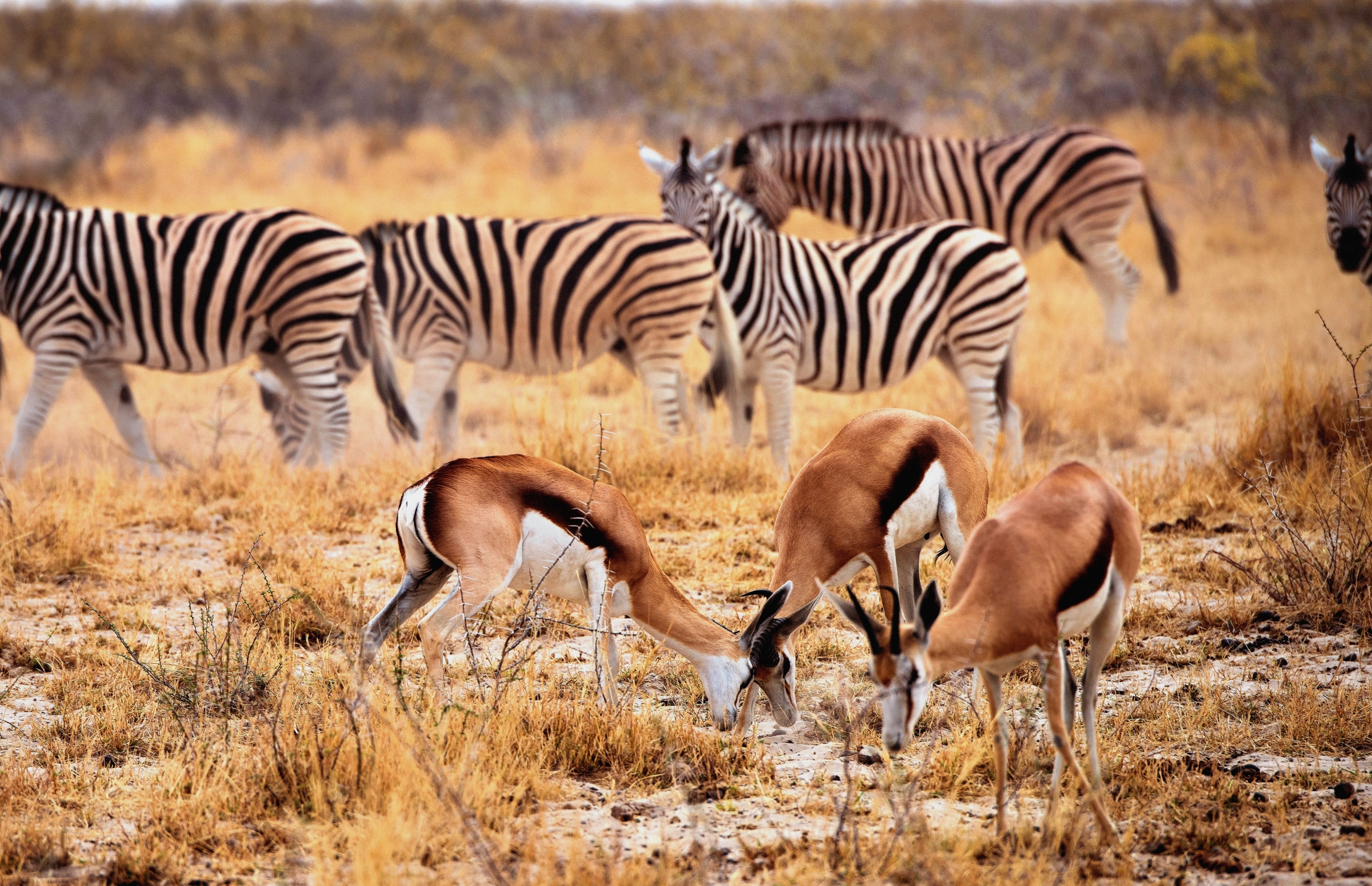 Etosha - Springbok e zebre